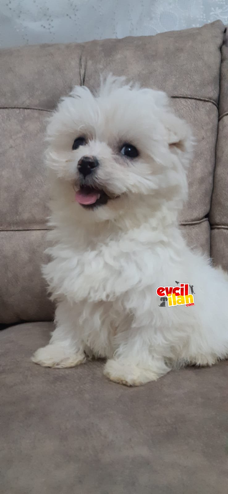 Orjinal Maltese