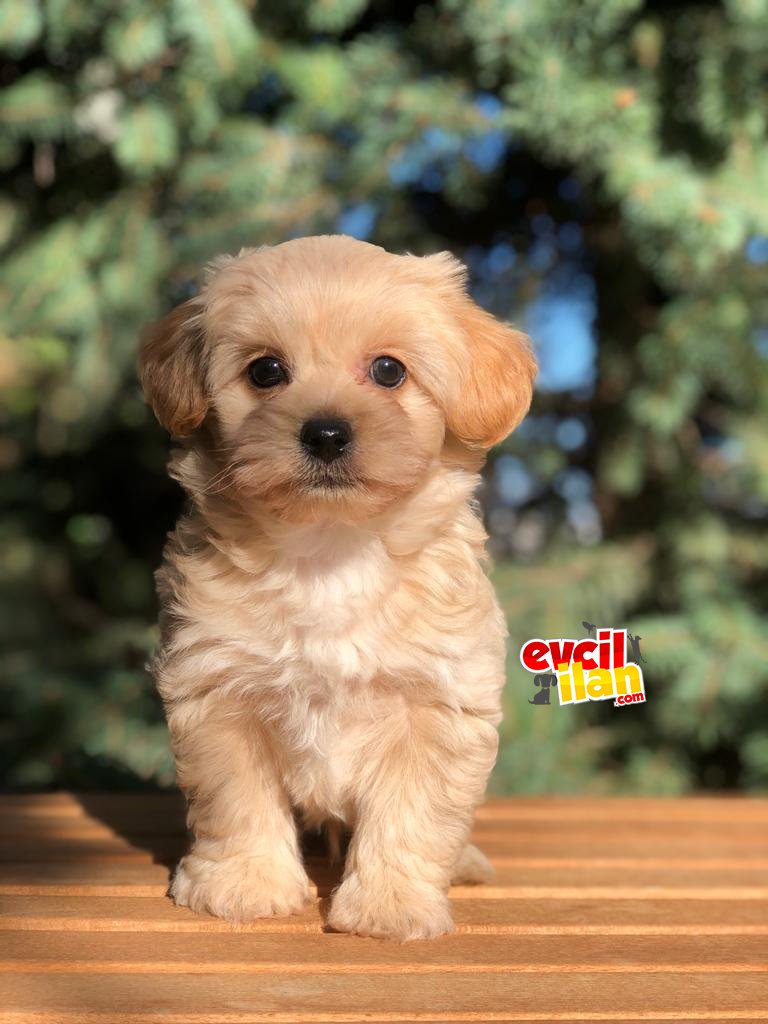 Orjinal maltipoo erkek yavrularımız teslime hazır 