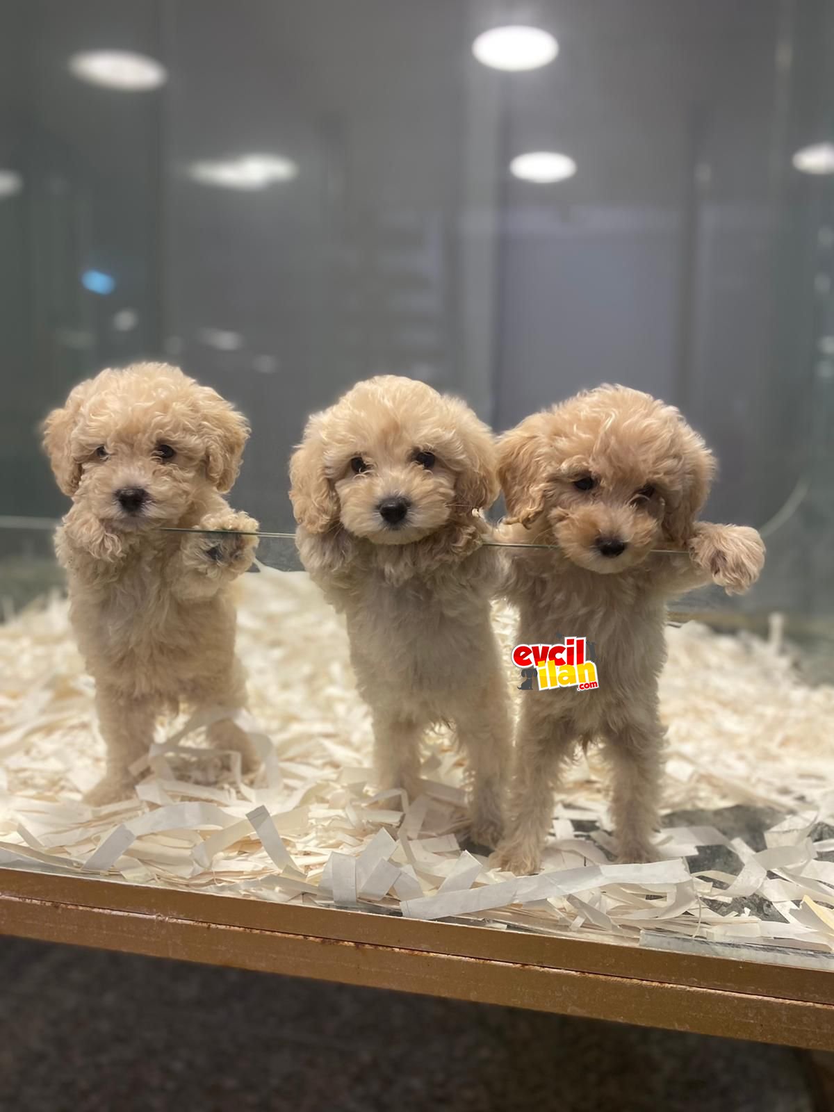 Orjinal Maltipoo Yavrular Çiftlikden 