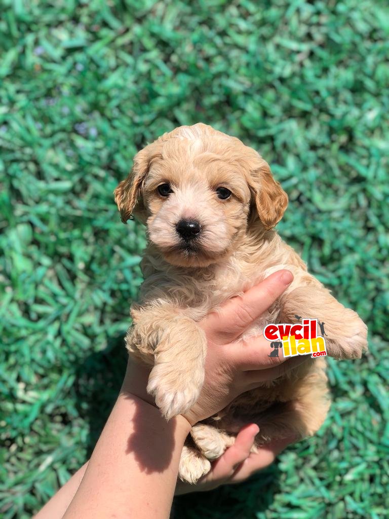 Orjinal maltipoo yavrumuz teslime hazır 