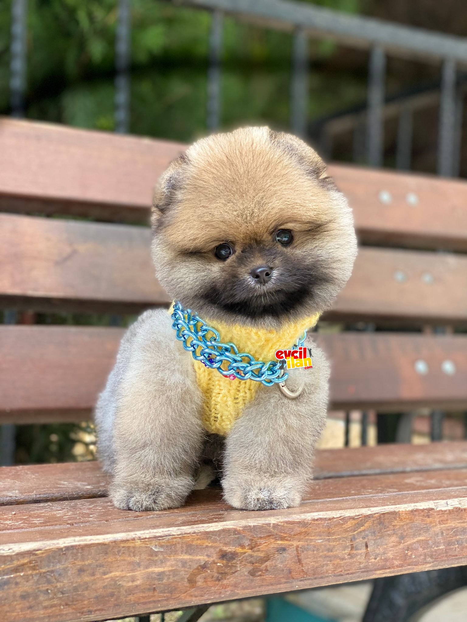 Orjinal Mini Boy Oranj Pomeranian Boo