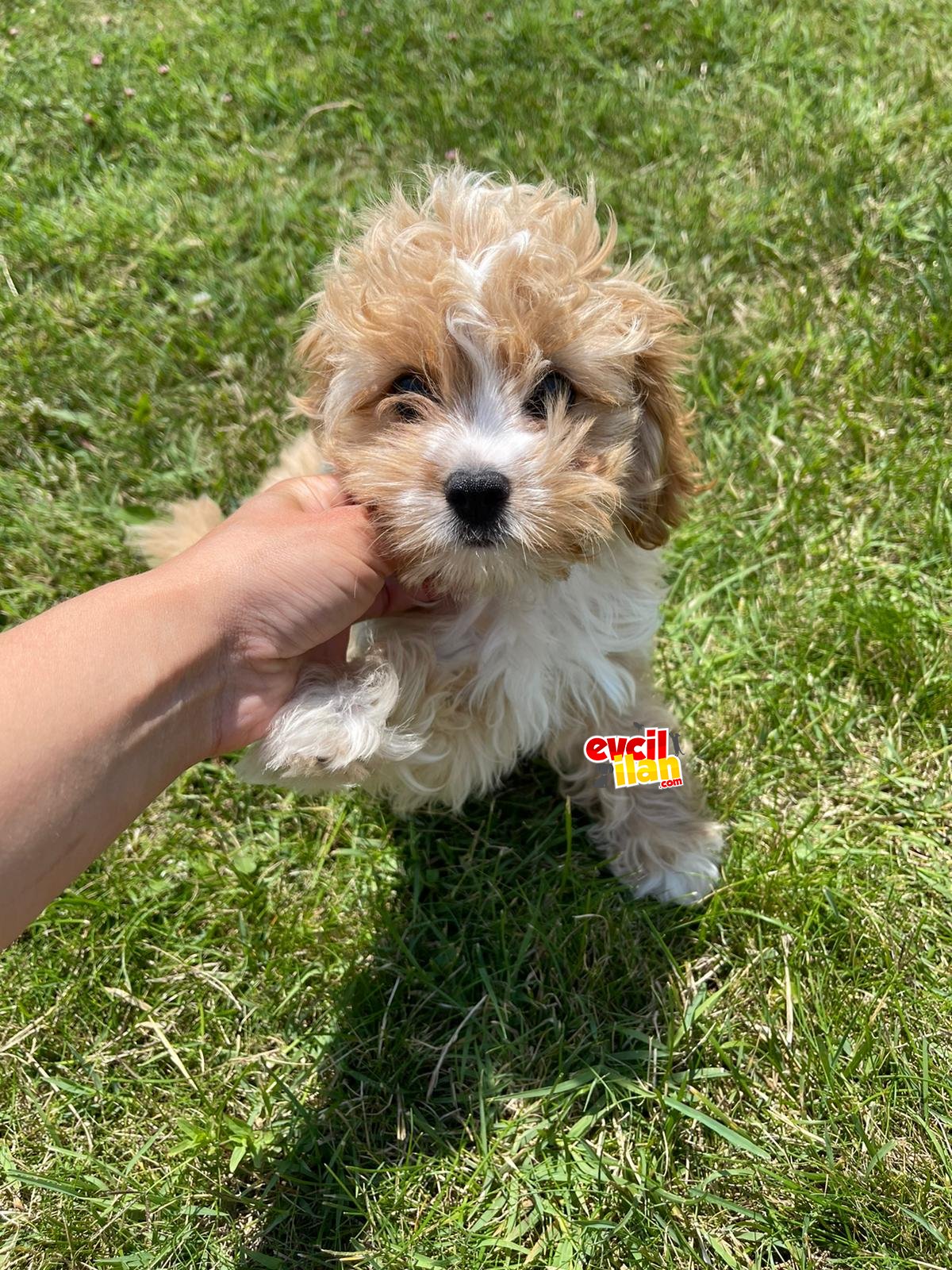 Orjinal Multigen Maltipoo Bebekler