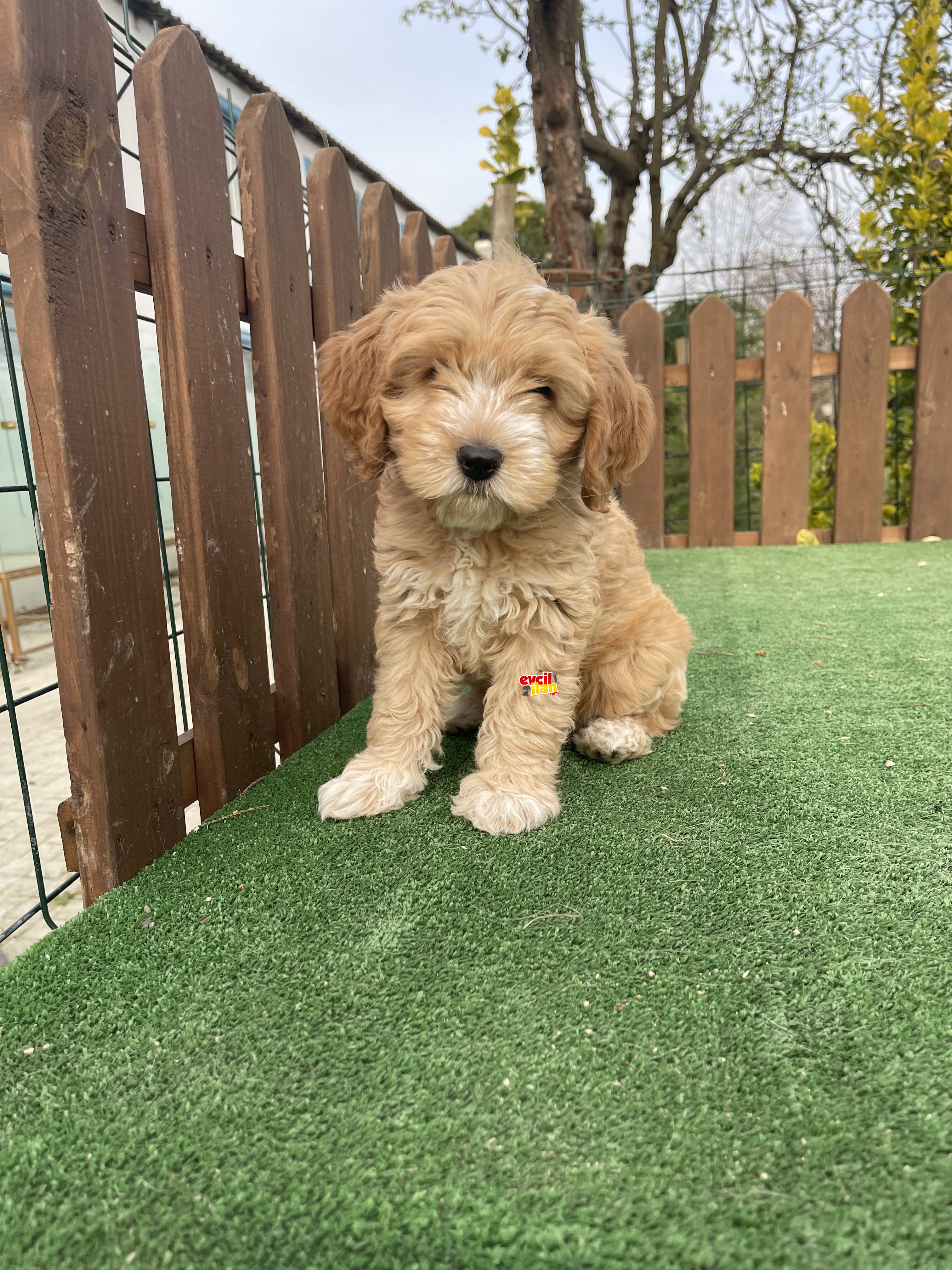 Orjinal Multigen Maltipoo Yavrular