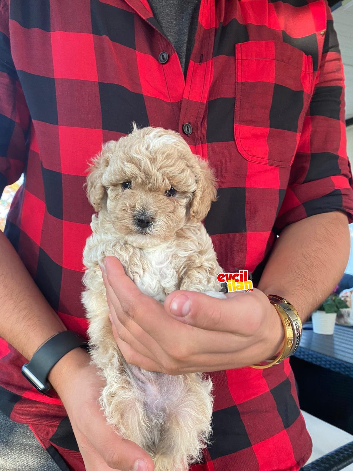 Orjinal Multigen Maltipoo Yavrularimiz