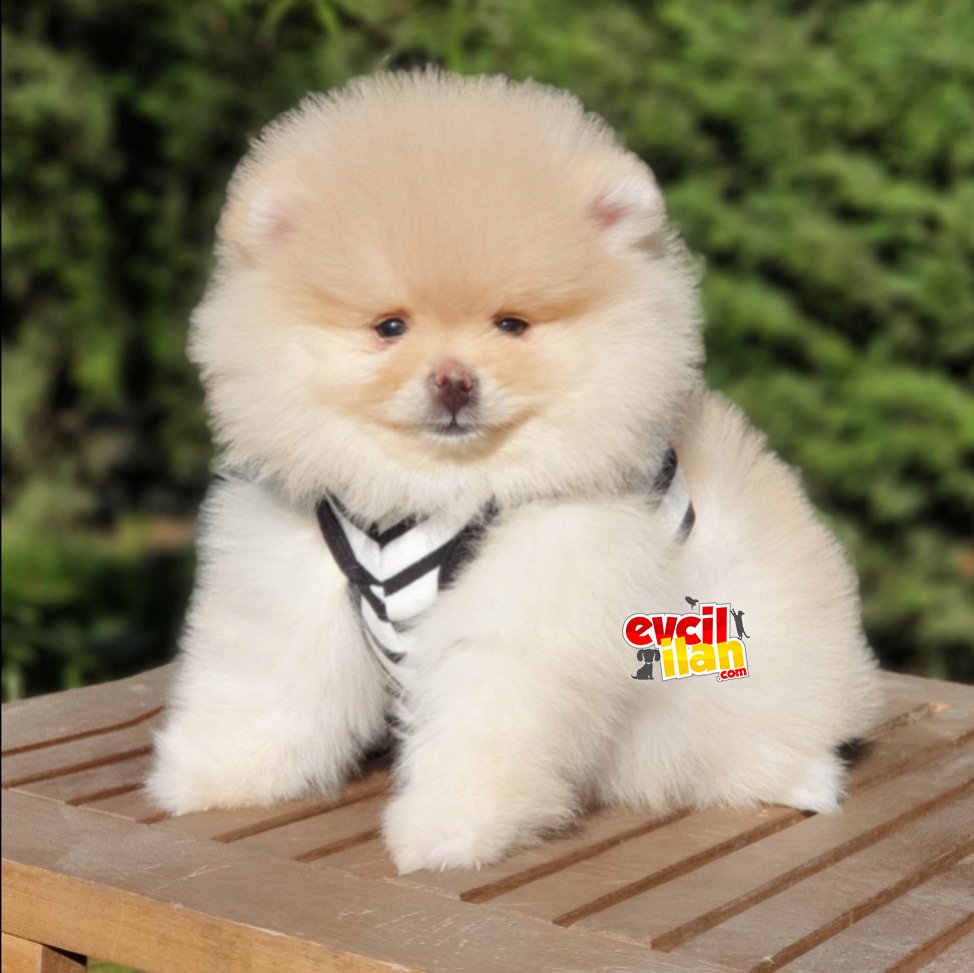 Orjinal Pomeranian Boo Dişi Yavrularımız 