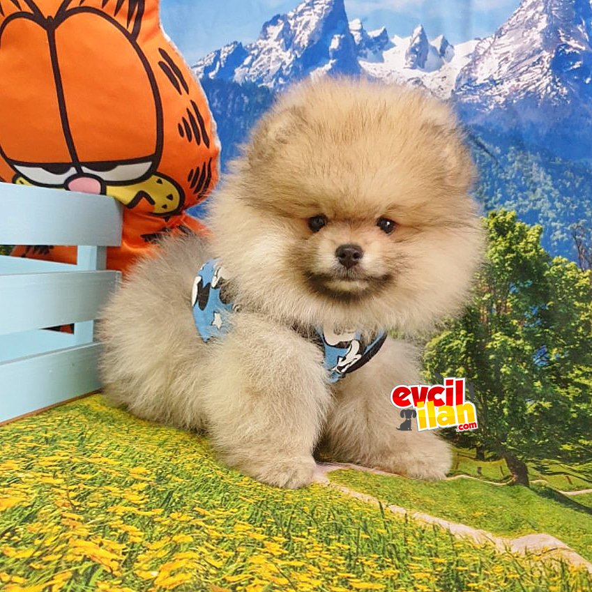 Orjinal Pomeranian Boo Yavrularımız 