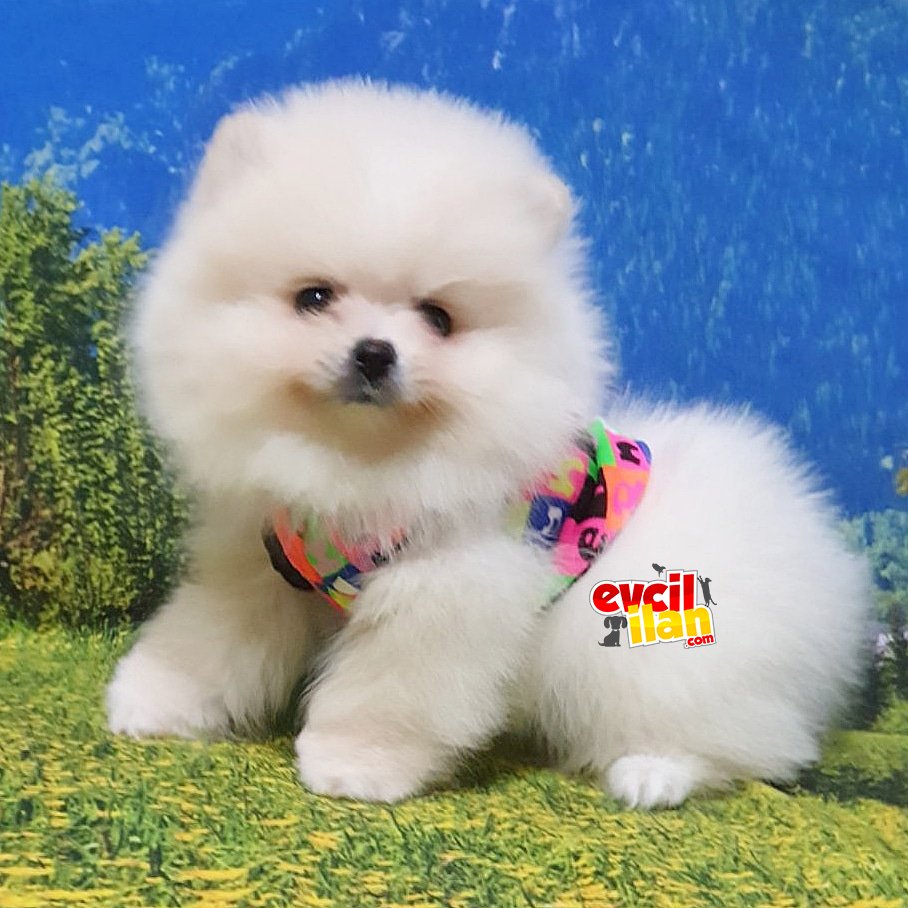 Orjinal Pomeranian Boo Yavrularımız 