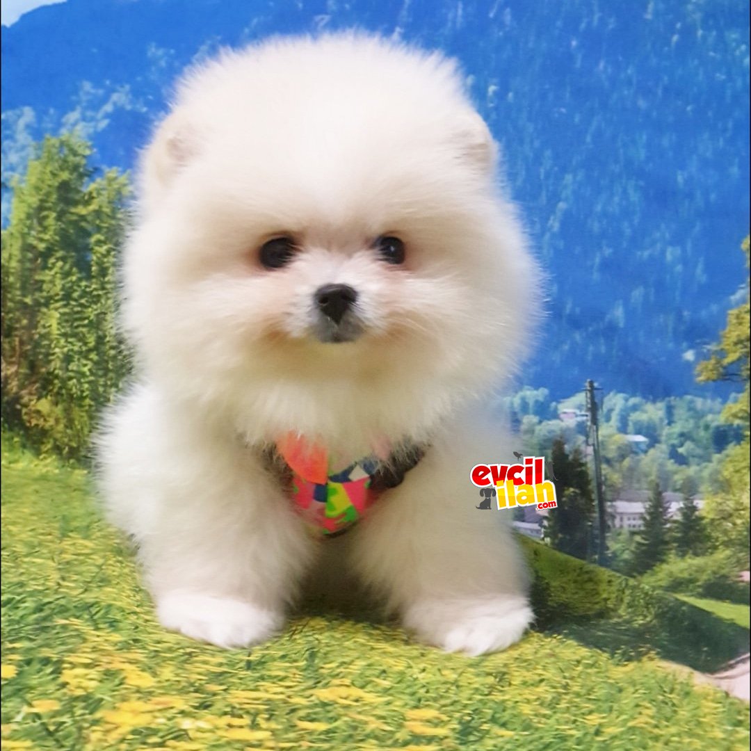 Orjinal Pomeranian Boo Yavrularımız 