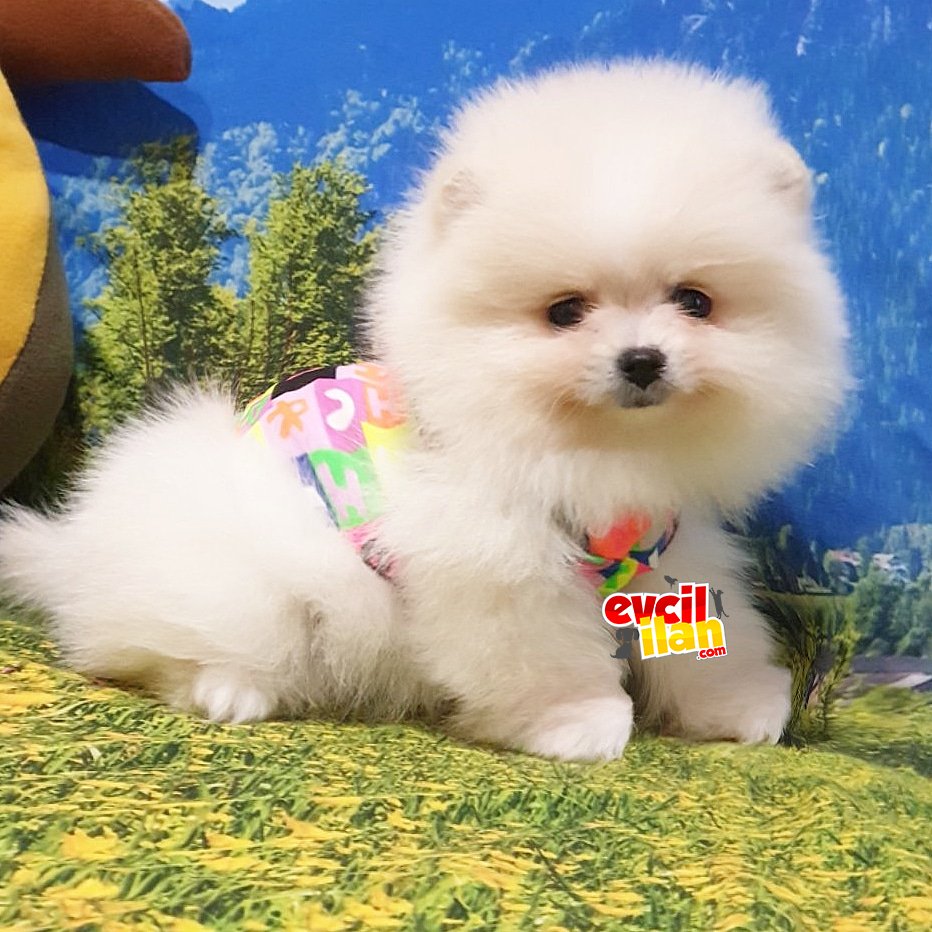 Orjinal Pomeranian Boo Yavrularımız 