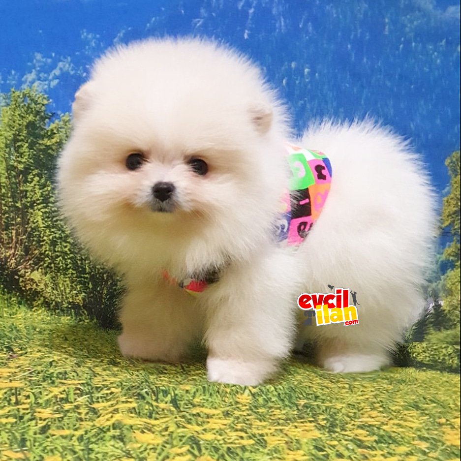 Orjinal Pomeranian Boo Yavrularımız 