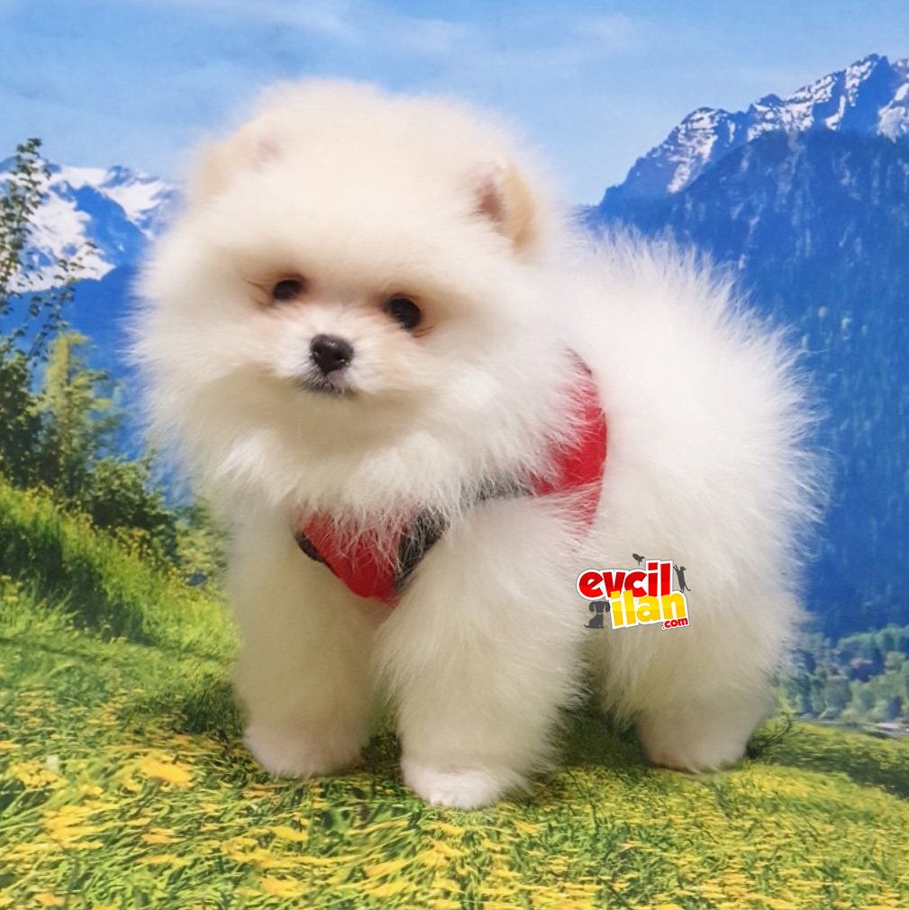 Orjinal Pomeranian Boo Yavrularımız 