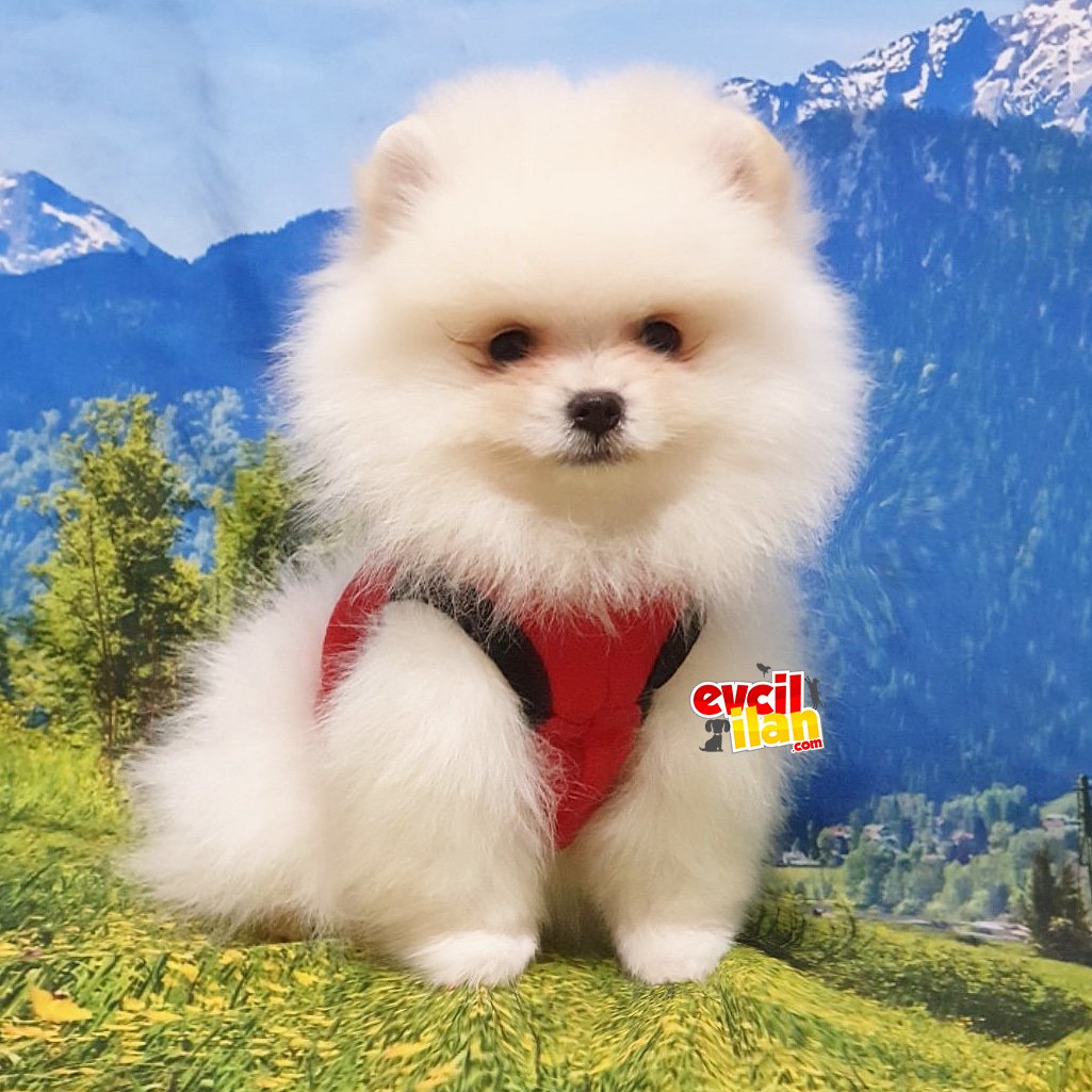 Orjinal Pomeranian Boo Yavrularımız 