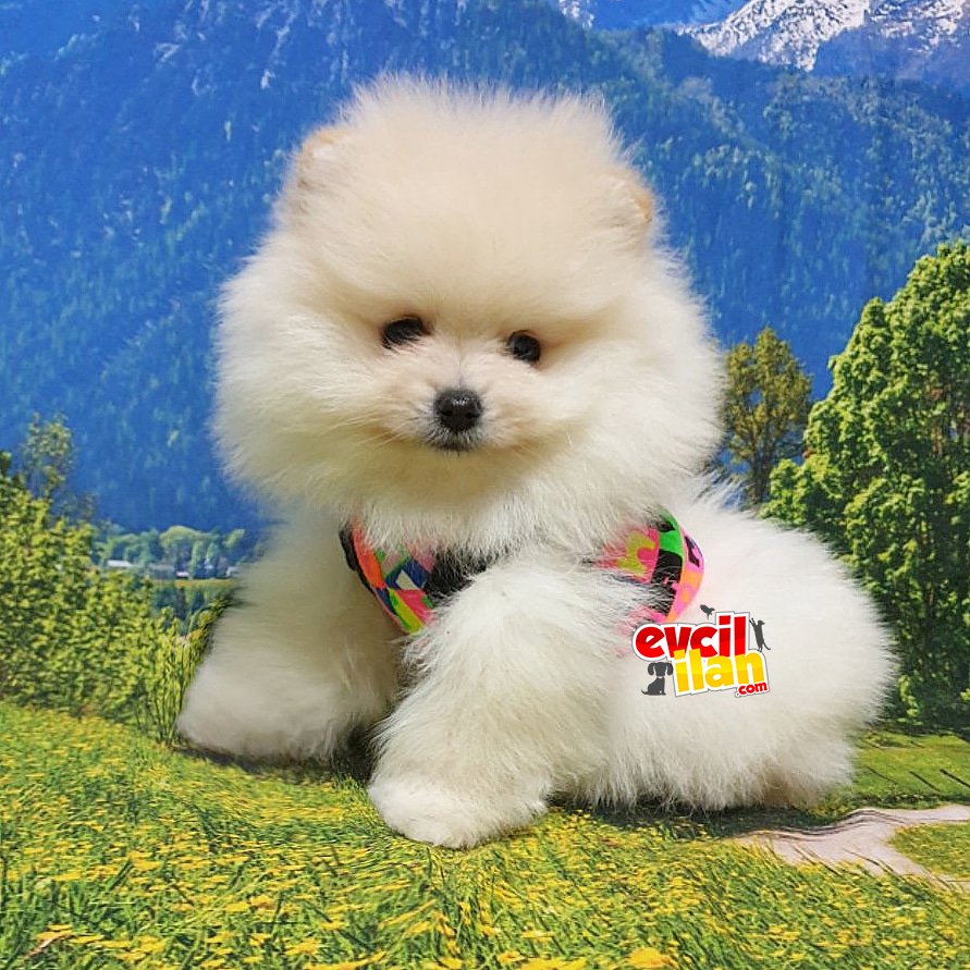 Orjinal Pomeranian Boo Yavrularımız 