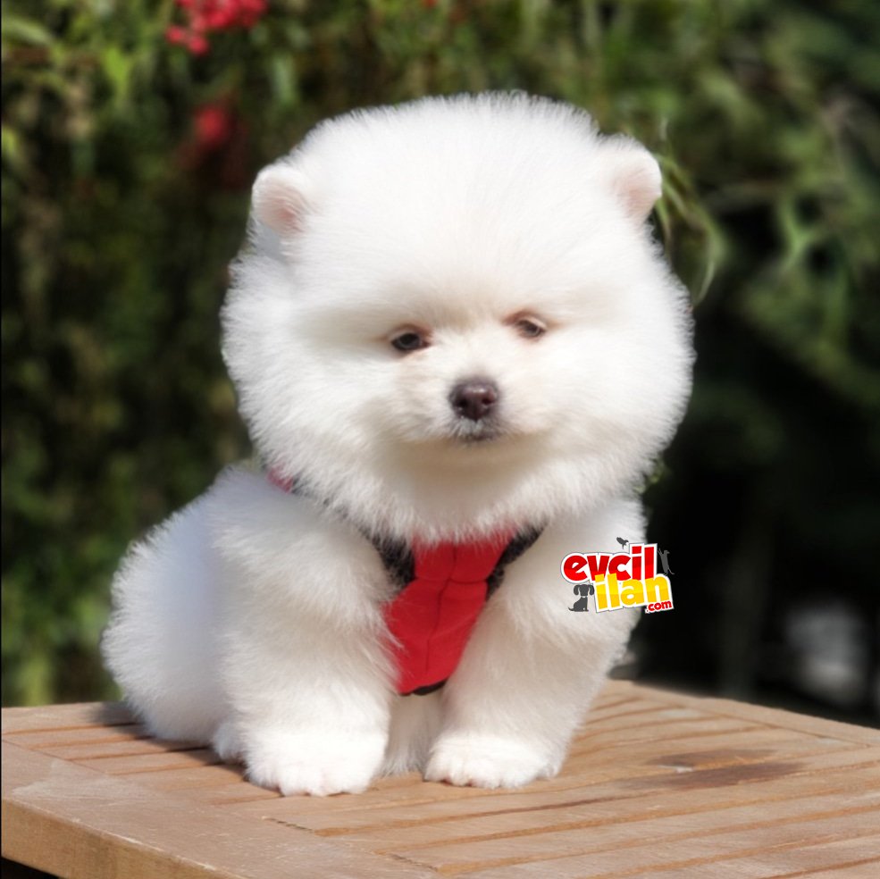 Orjinal Pomeranian Boo Yavrularımız 