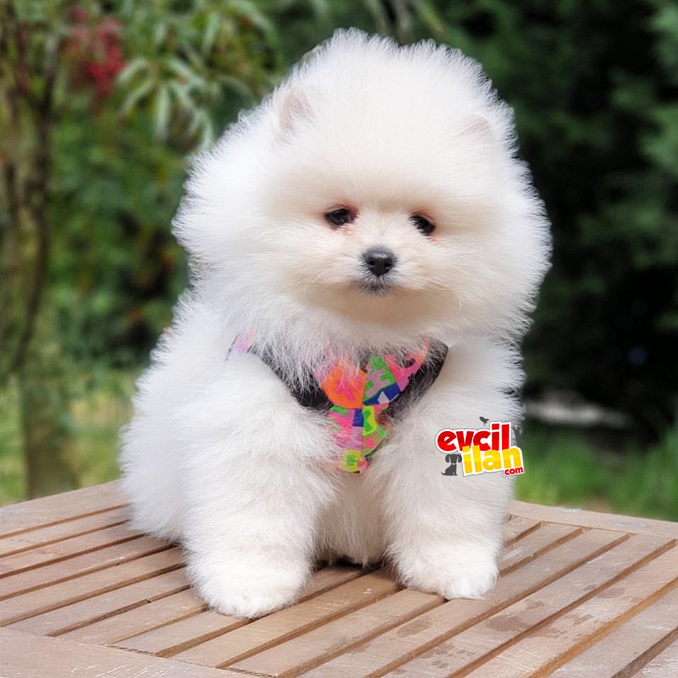 Orjinal Pomeranian Boo Yavrularımız 