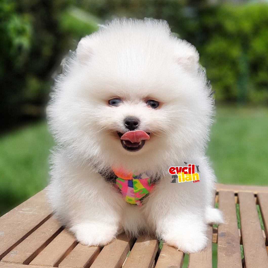 Orjinal Pomeranian Boo Yavrularımız 