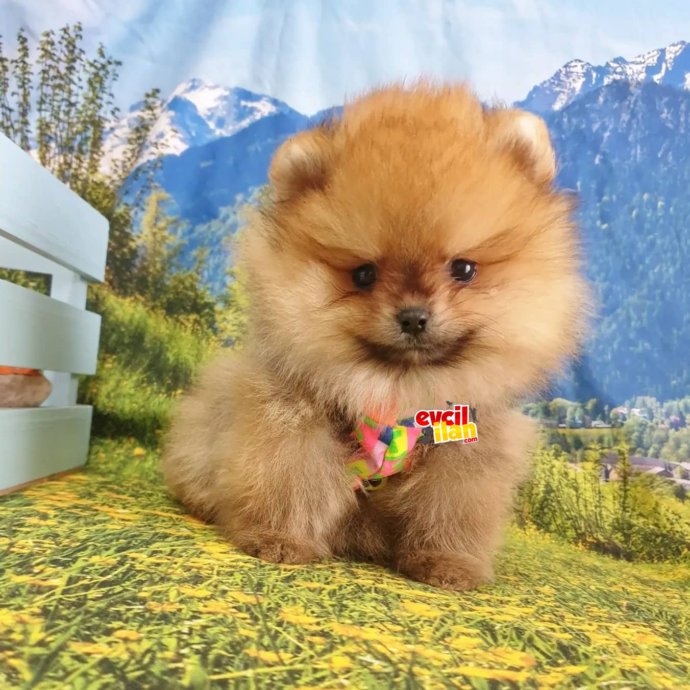 Orjinal Pomeranian Boo Yavrularımız 