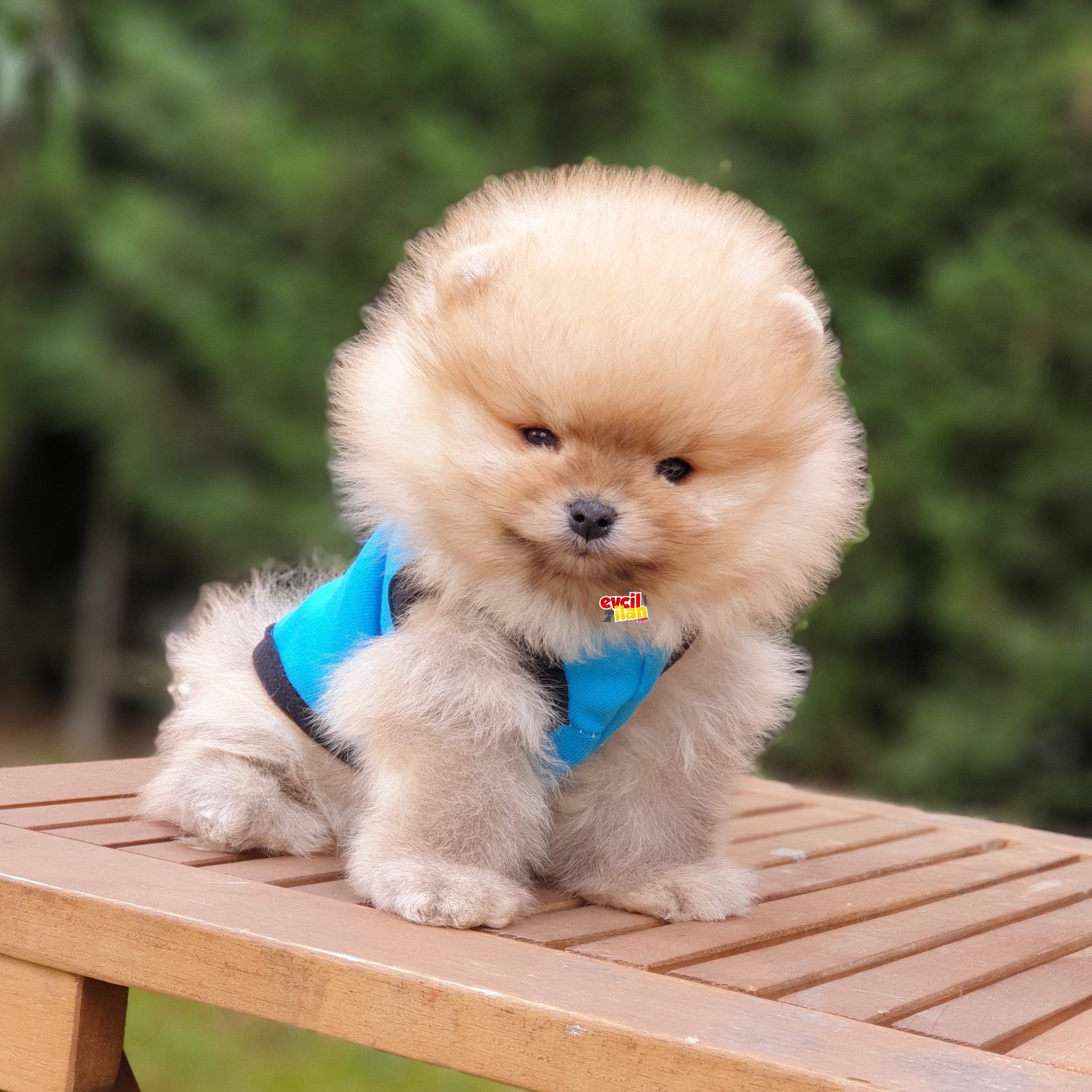 Orjinal Pomeranian Boo Yavrularımız 