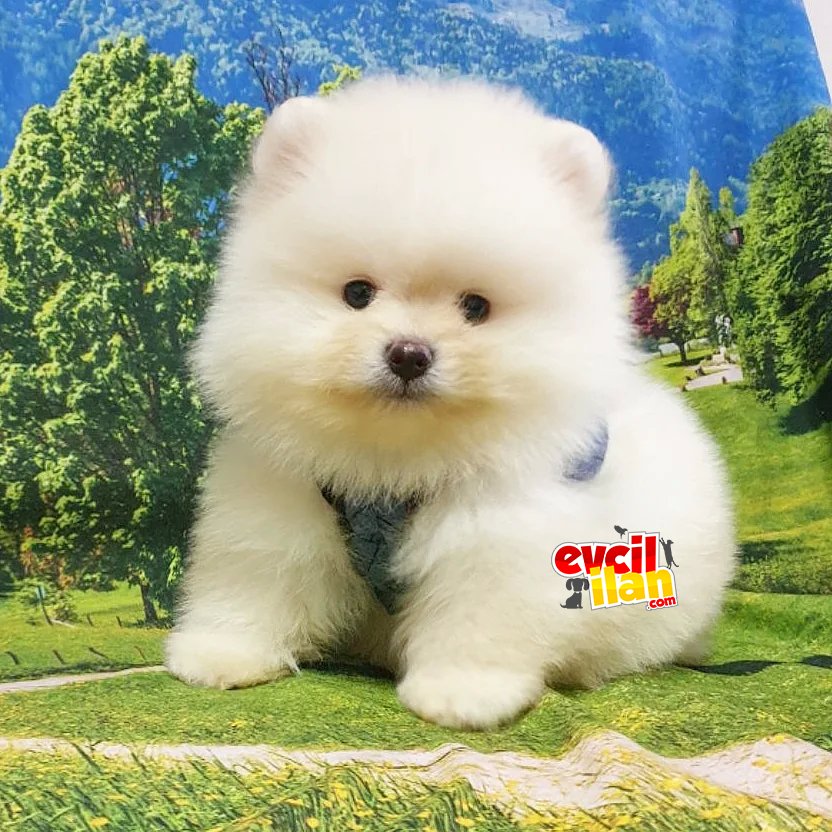 Orjinal Pomeranian Boo Yavrularımız 