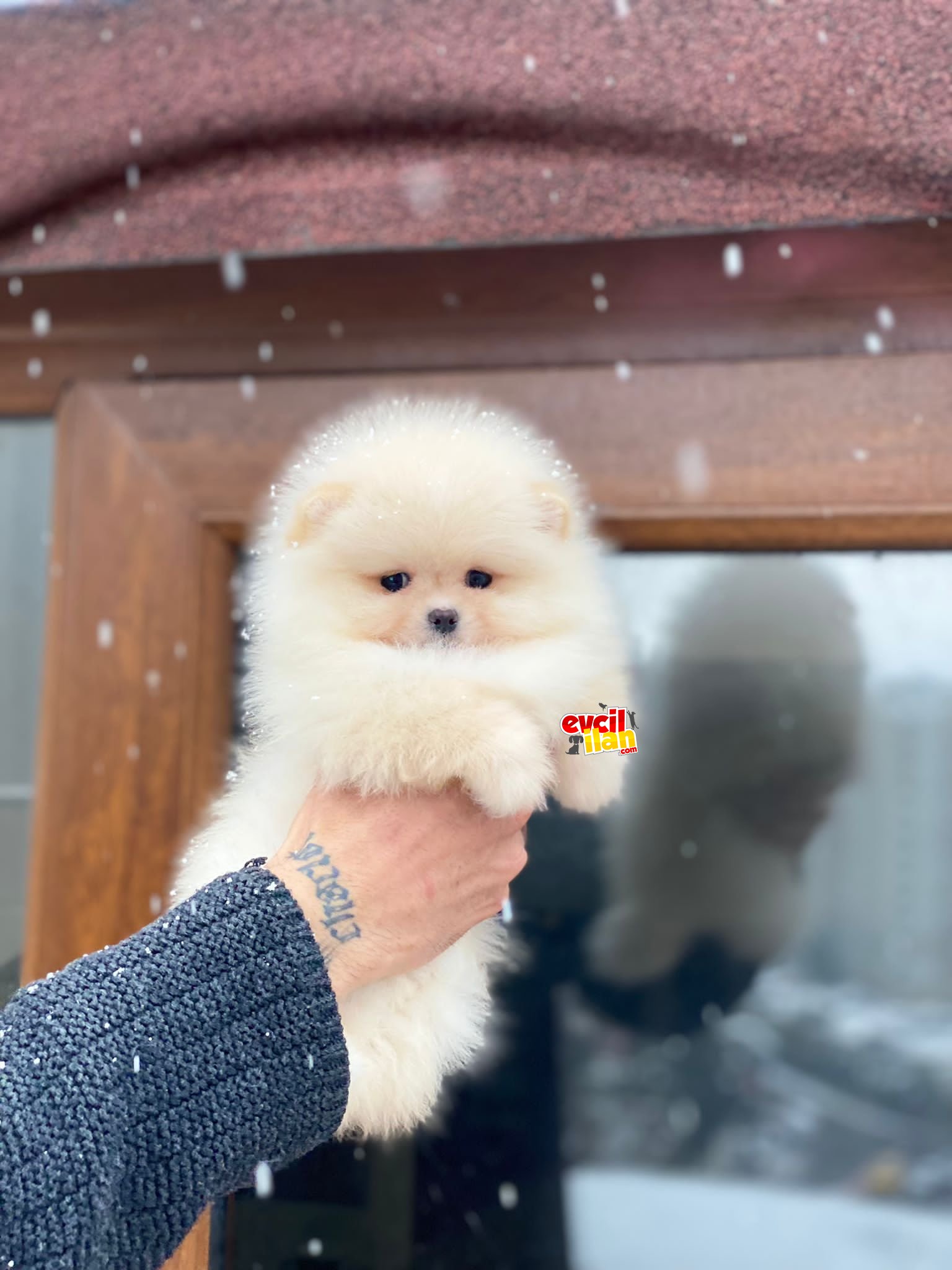 Orjinal Pomeranian Boo Yavrumuz 