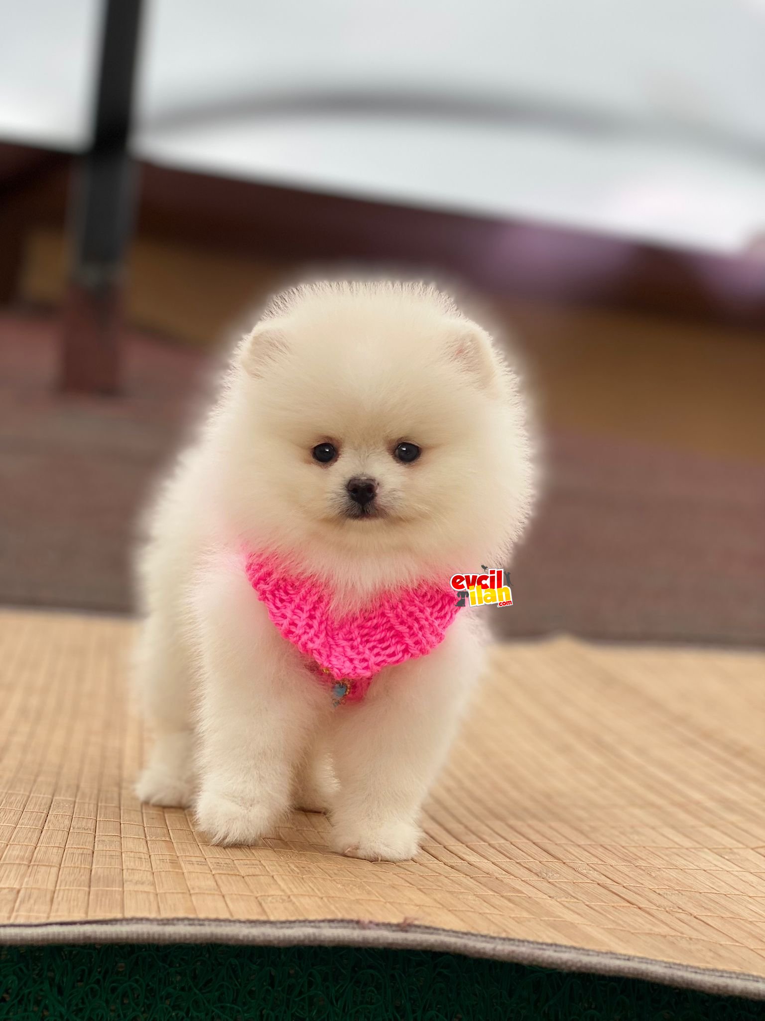 Orjinal Pomeranian Boo Yavrumuz 