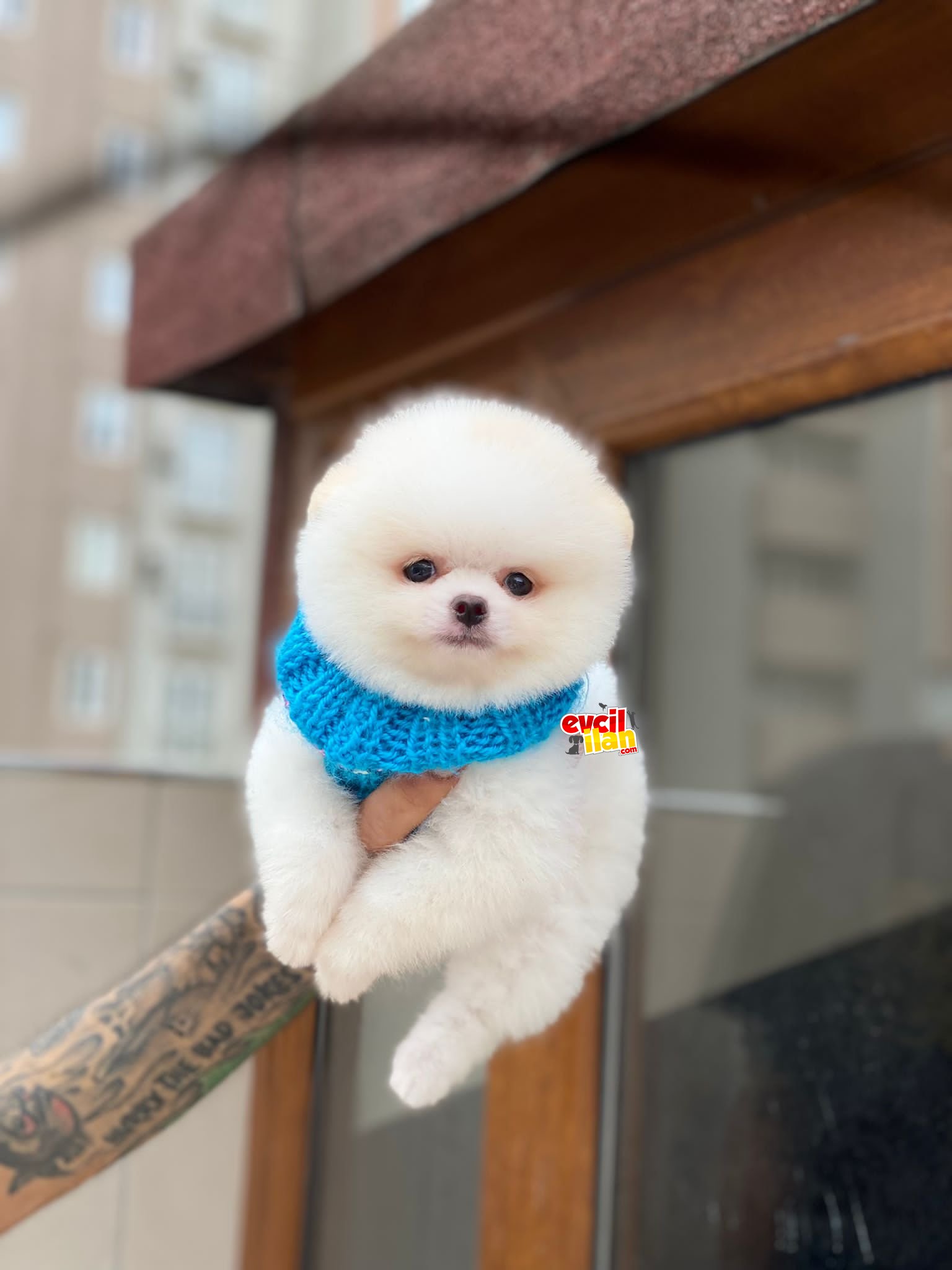 Orjinal Pomeranian Boo Yavrumuz 