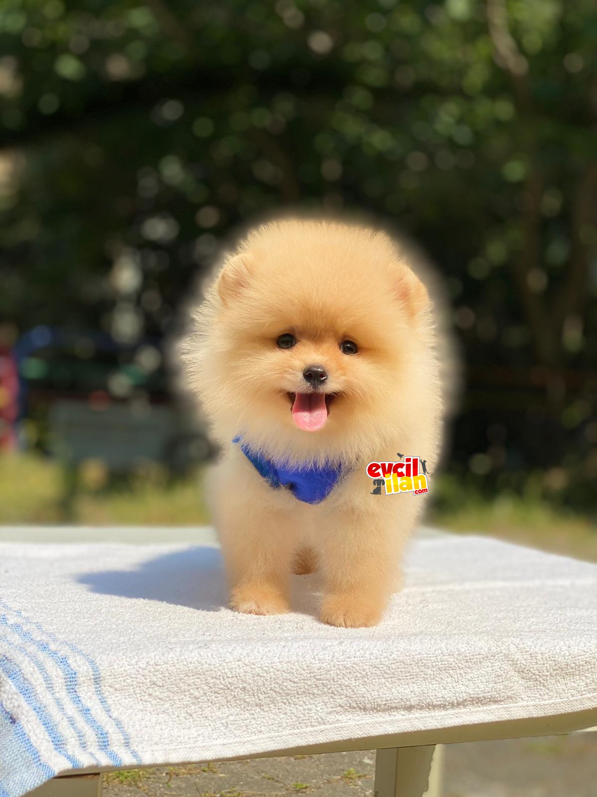 Orjinal Pomeranian Boo Yavrumuz 