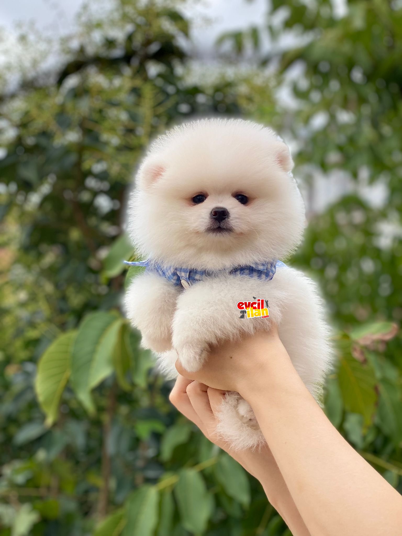 Orjinal Pomeranian Boo Yavrumuz 