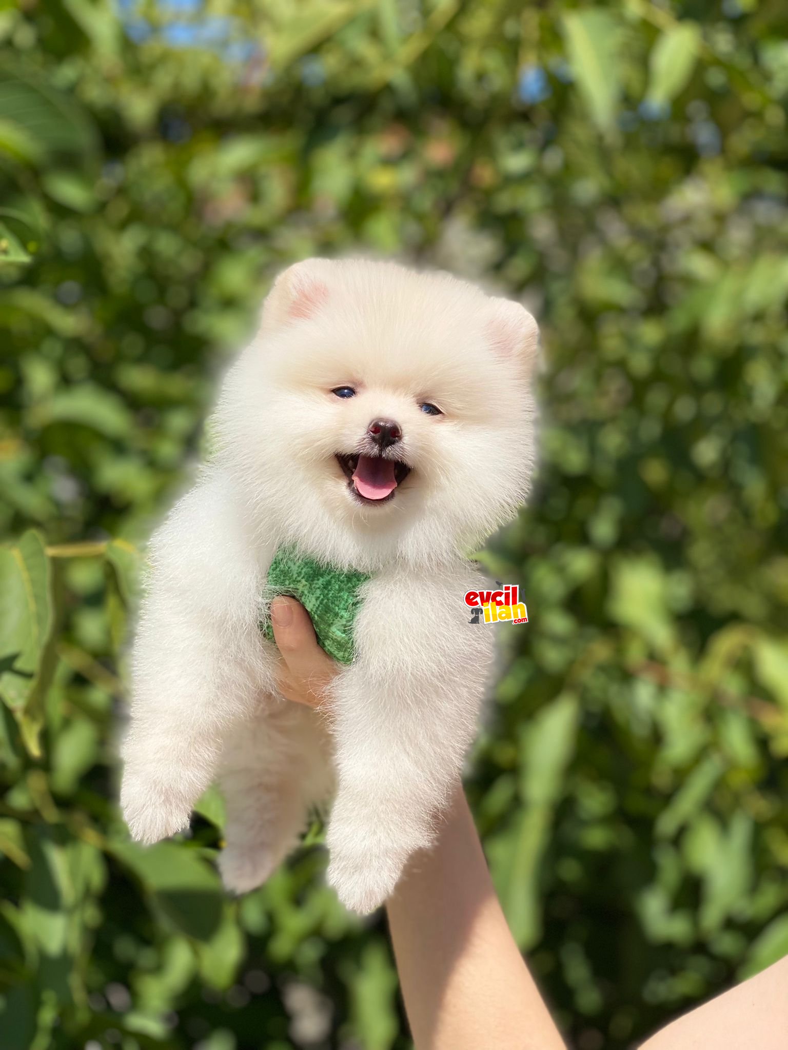 Orjinal Pomeranian Boo Yavrumuz 