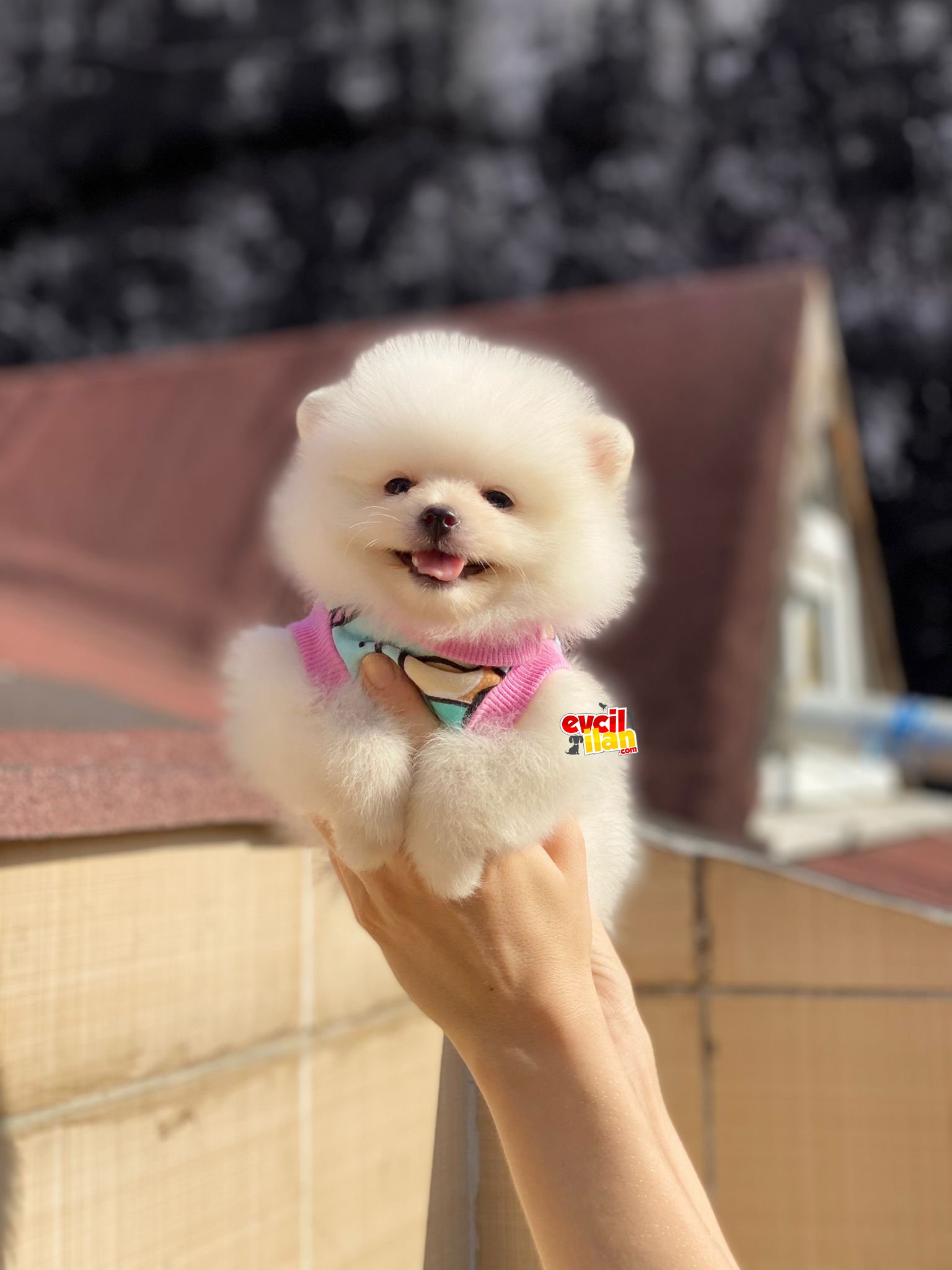 Orjinal Pomeranian Boo Yavrumuz 