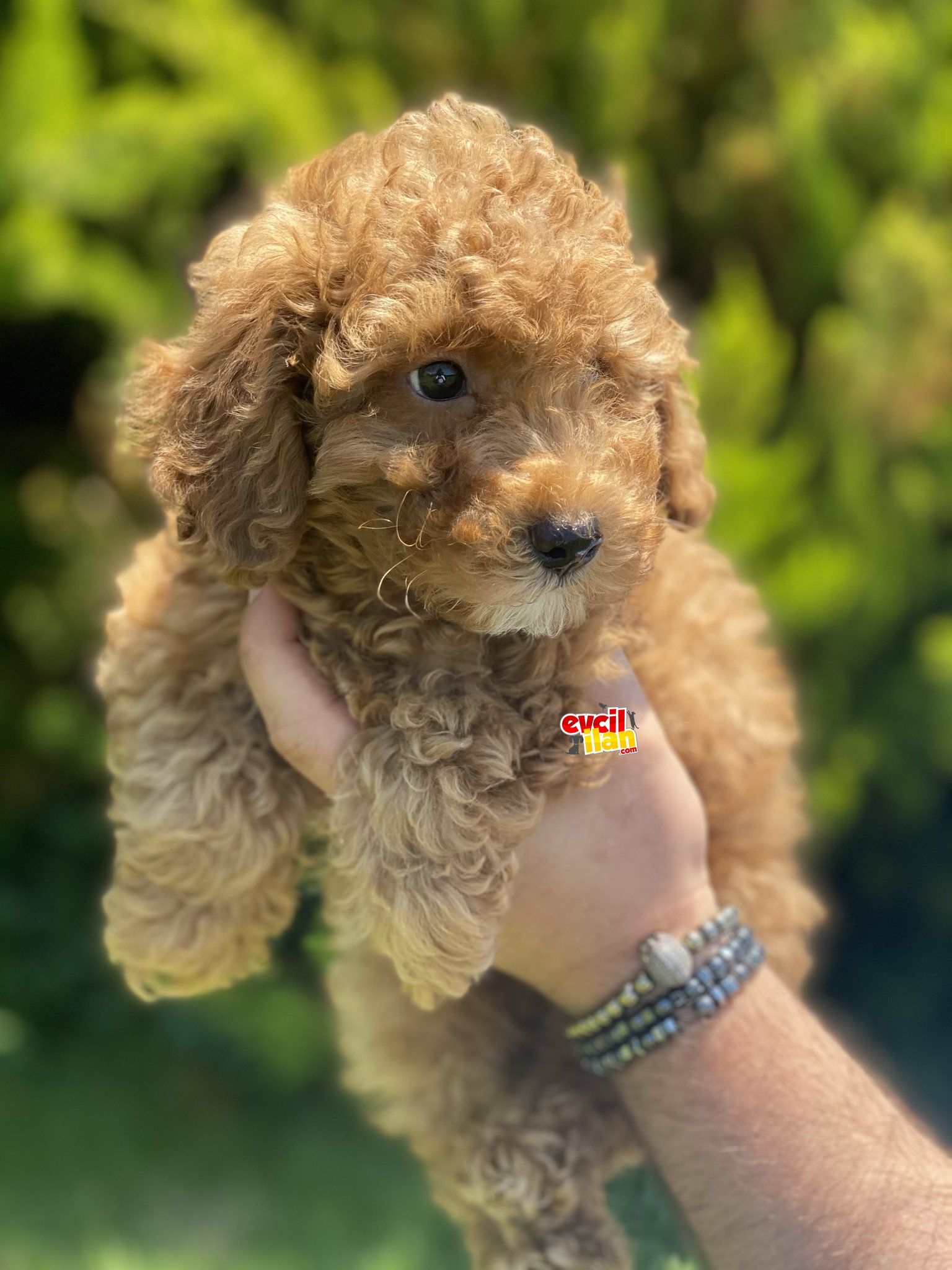 ORJİNAL POODLE YAVRULAR 