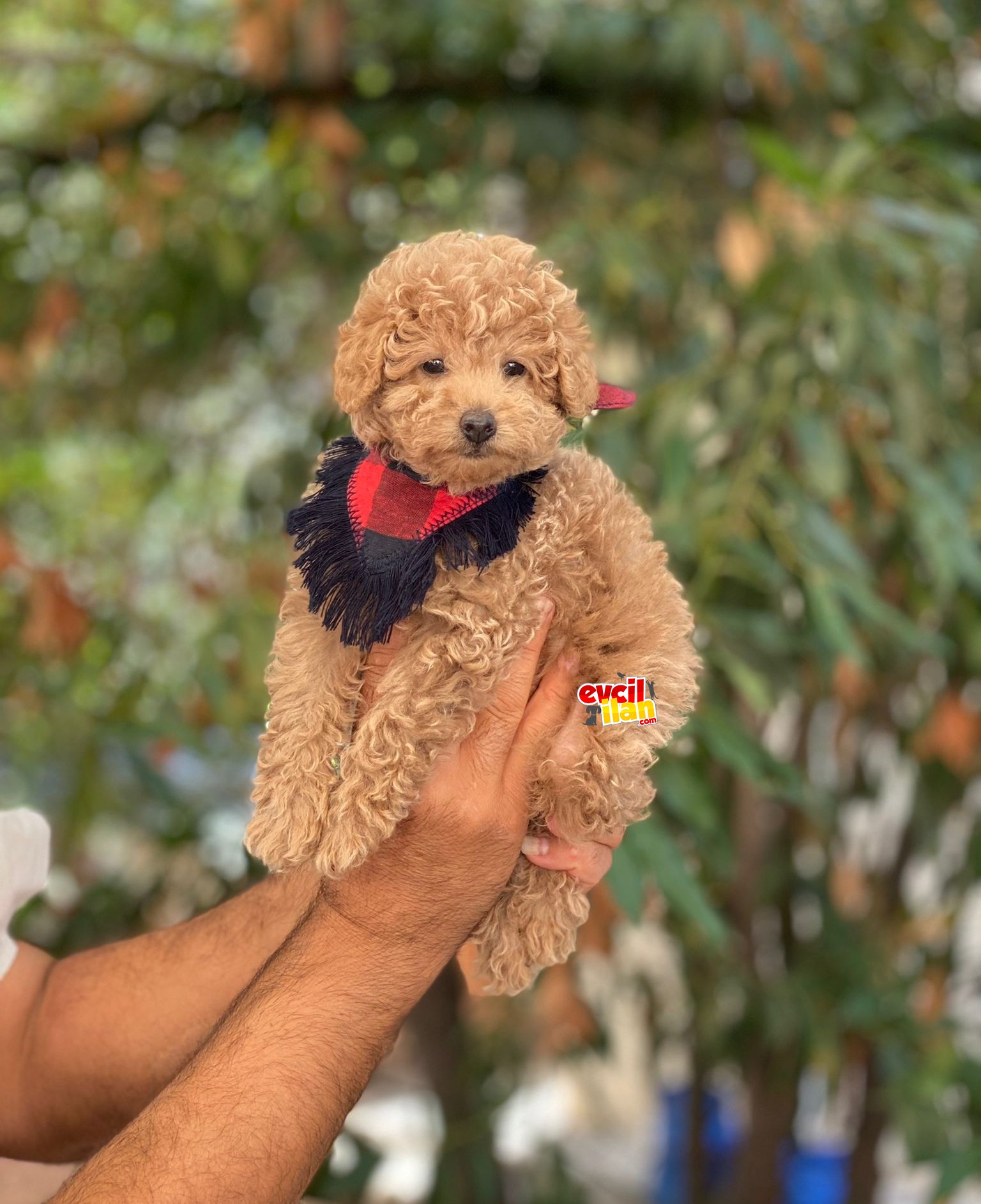 ORJİNAL POODLE