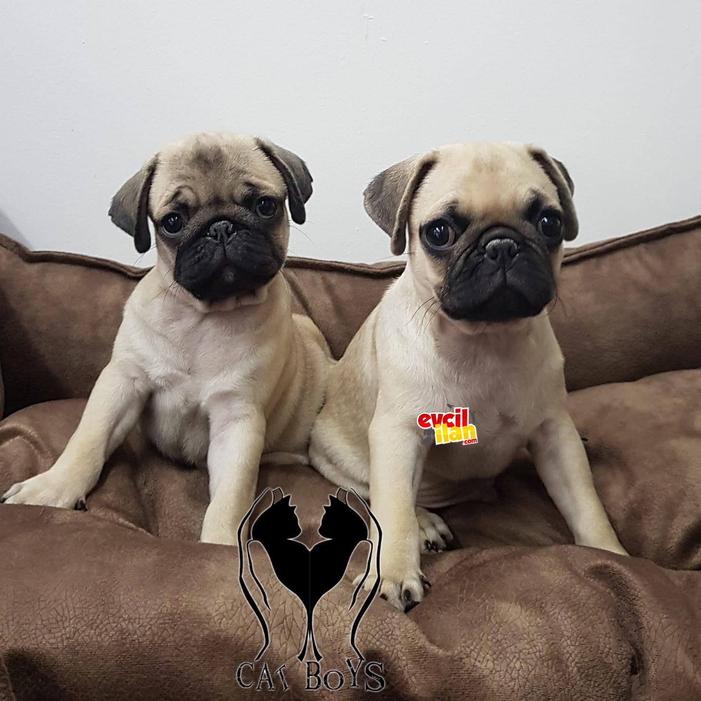 Orjinal pug mops yavrularımız 