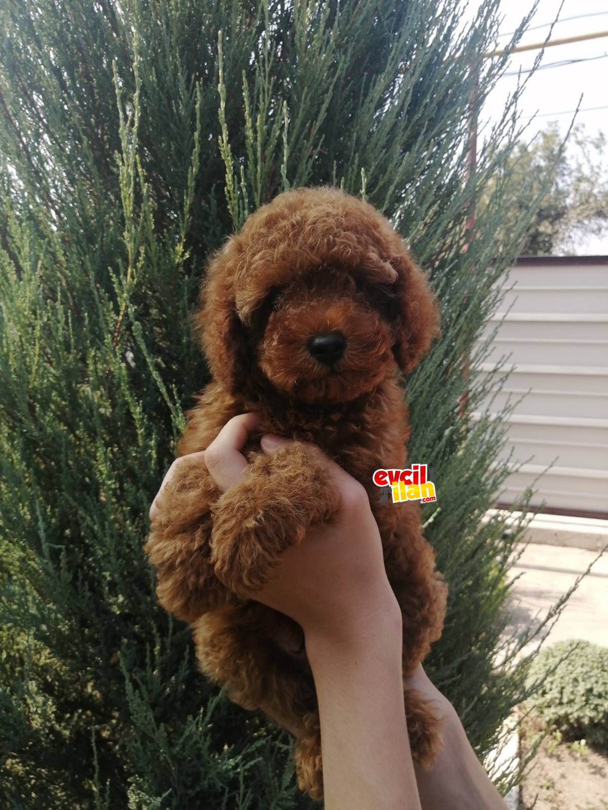 Orjinal Red brown toy poodle erkek yavru 