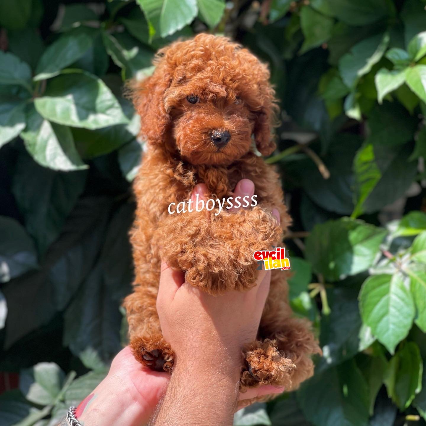 Orjinal red brown toy poodle erkek yavru 