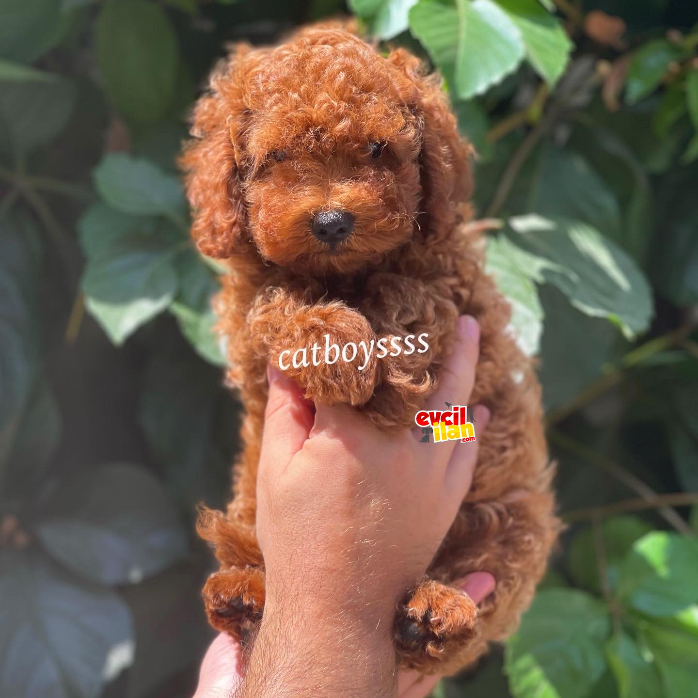 Orjinal Red brown toy poodle erkek yavru 