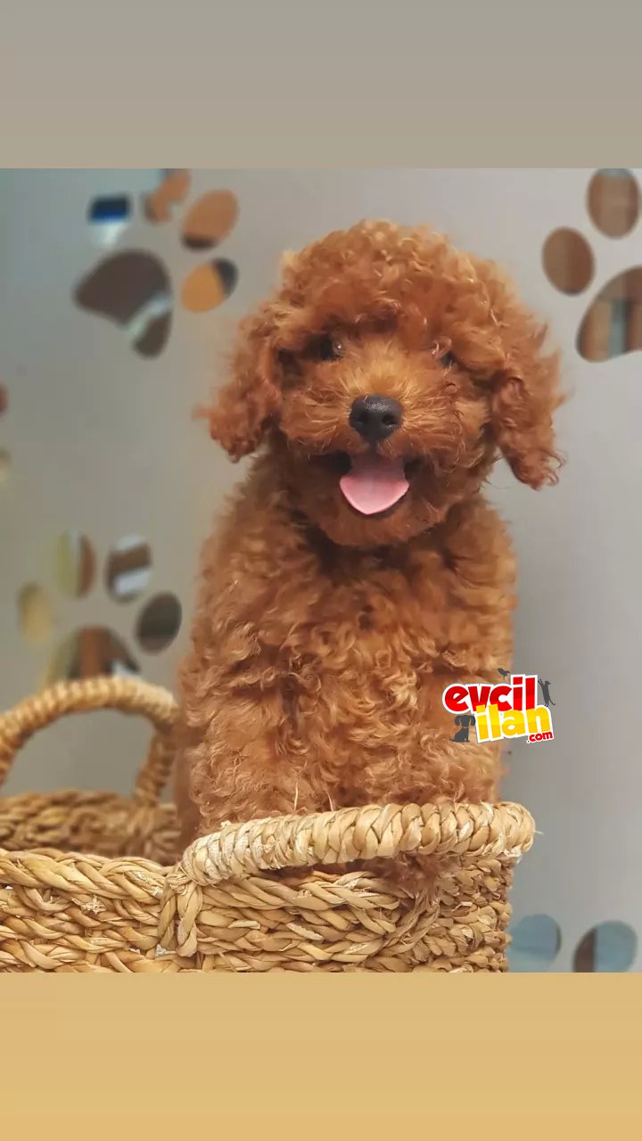 Orjinal redbrown erkek toy poodle yavrularımız