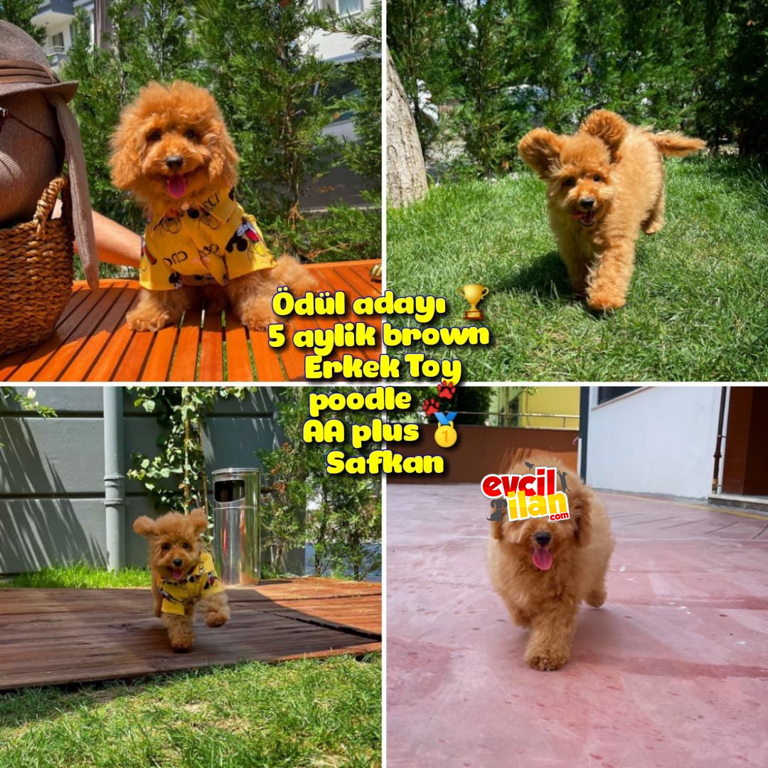 Orjinal renk Safkan Brown Toy poodle Oğlumuz Badem yavrupatiler