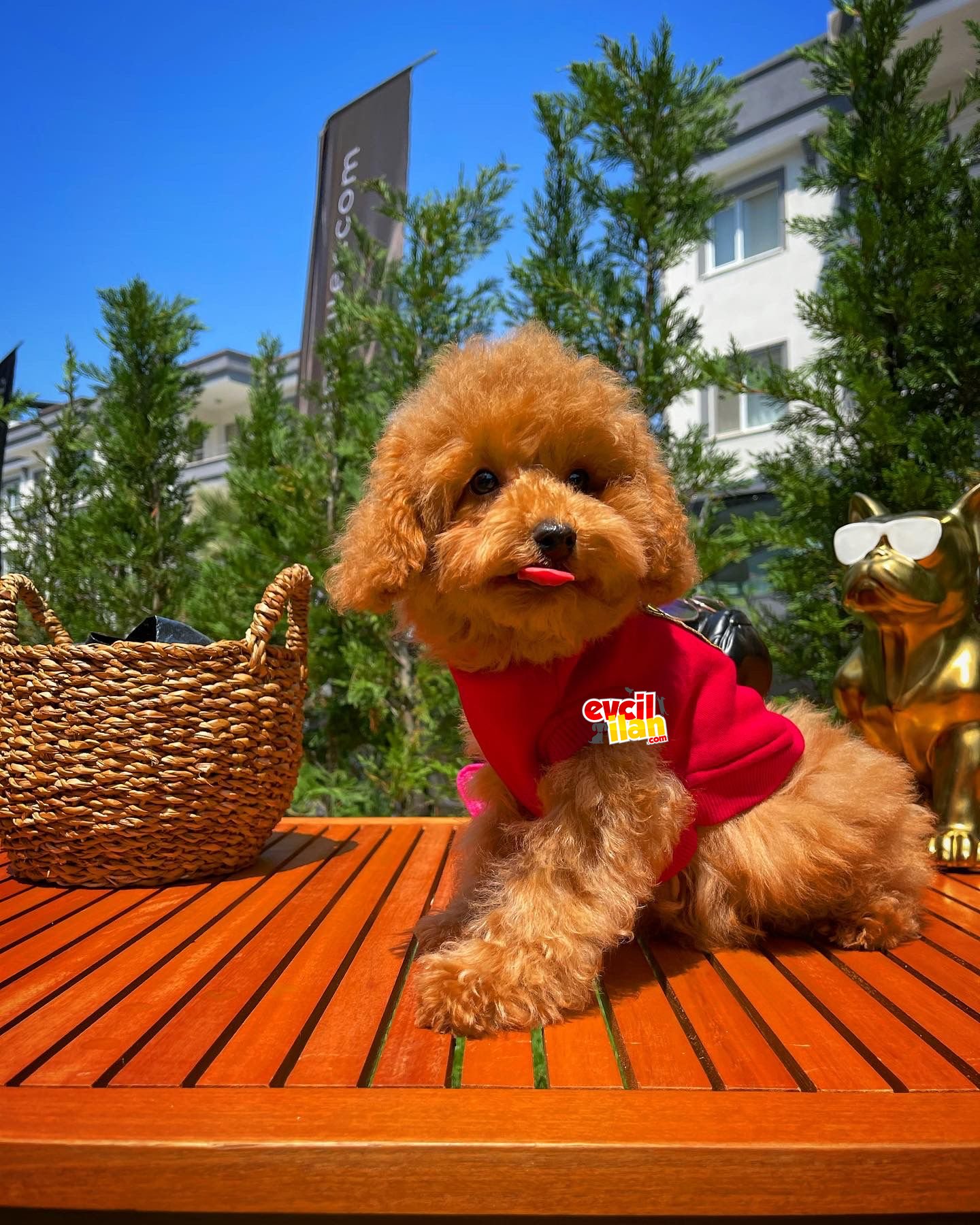 Orjinal renk Safkan Red Brown Toy poodle Kızımız Krema yavrupatiler