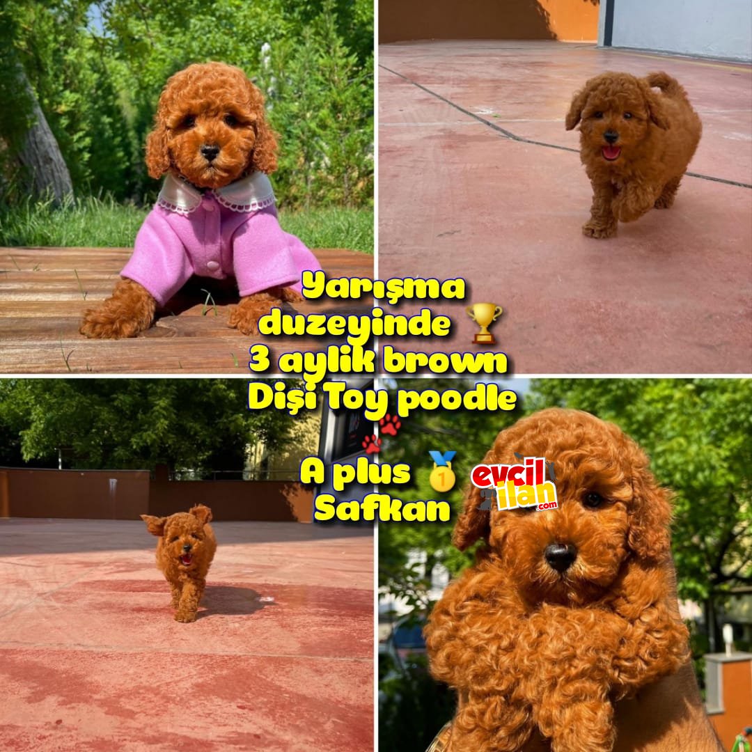 Orjinal Renk Safkan Red Brown Toy Poodle Kızımız Milka yavrupatiler