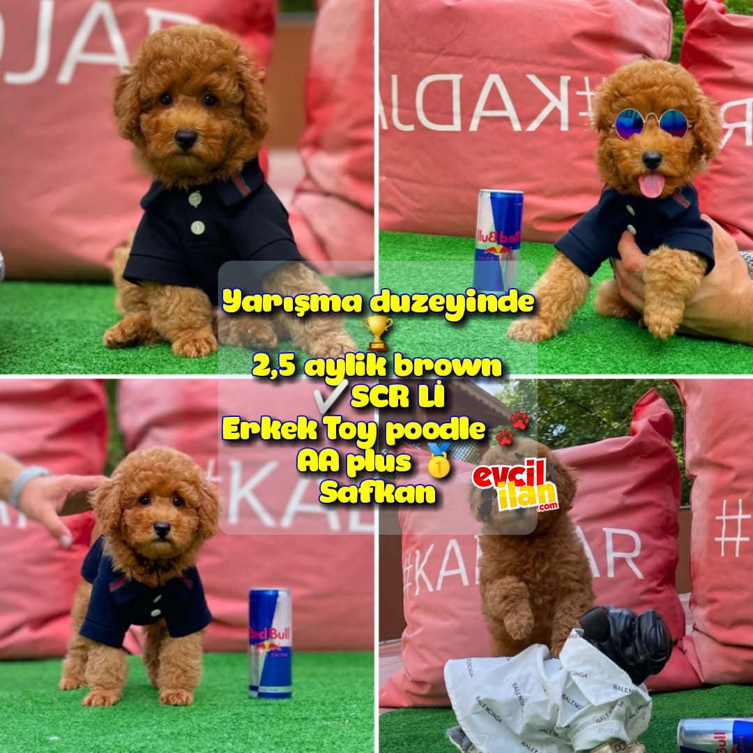  Orjinal renk Safkan Red Brown Toy poodle Ödüle aday @yavrupatiler