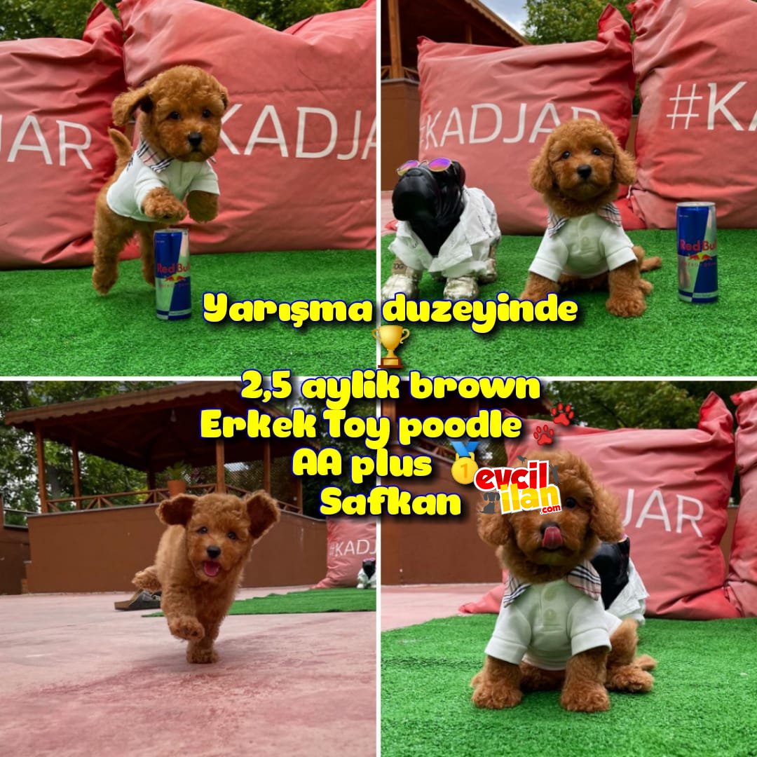 Orjinal Renk Safkan Red Brown Toy Poodle Ödüle Aday @Yavrupatiler