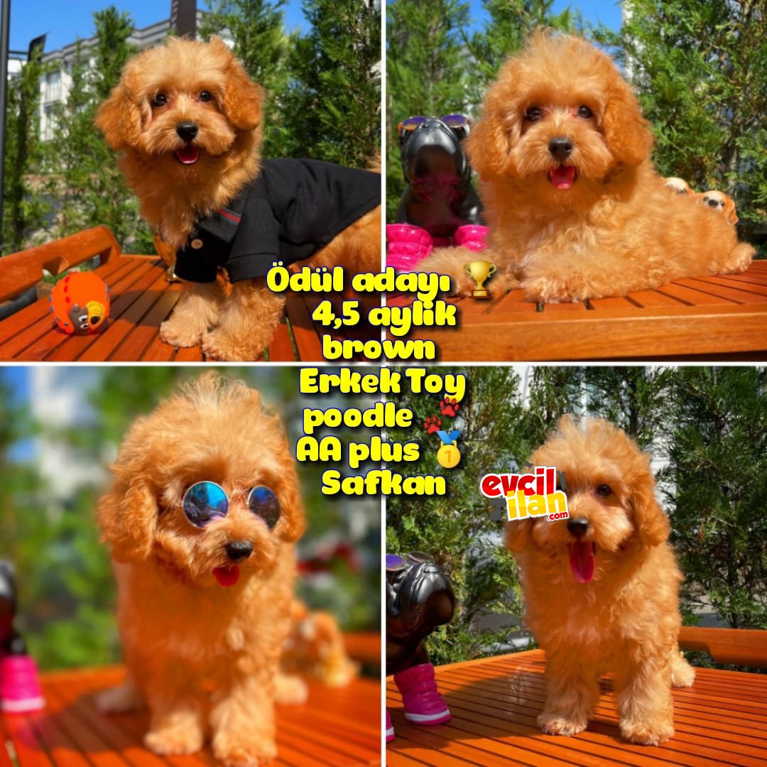 Orjinal renk Safkan Red Brown Toy poodle Oğlumuz Browni yavrupatiler