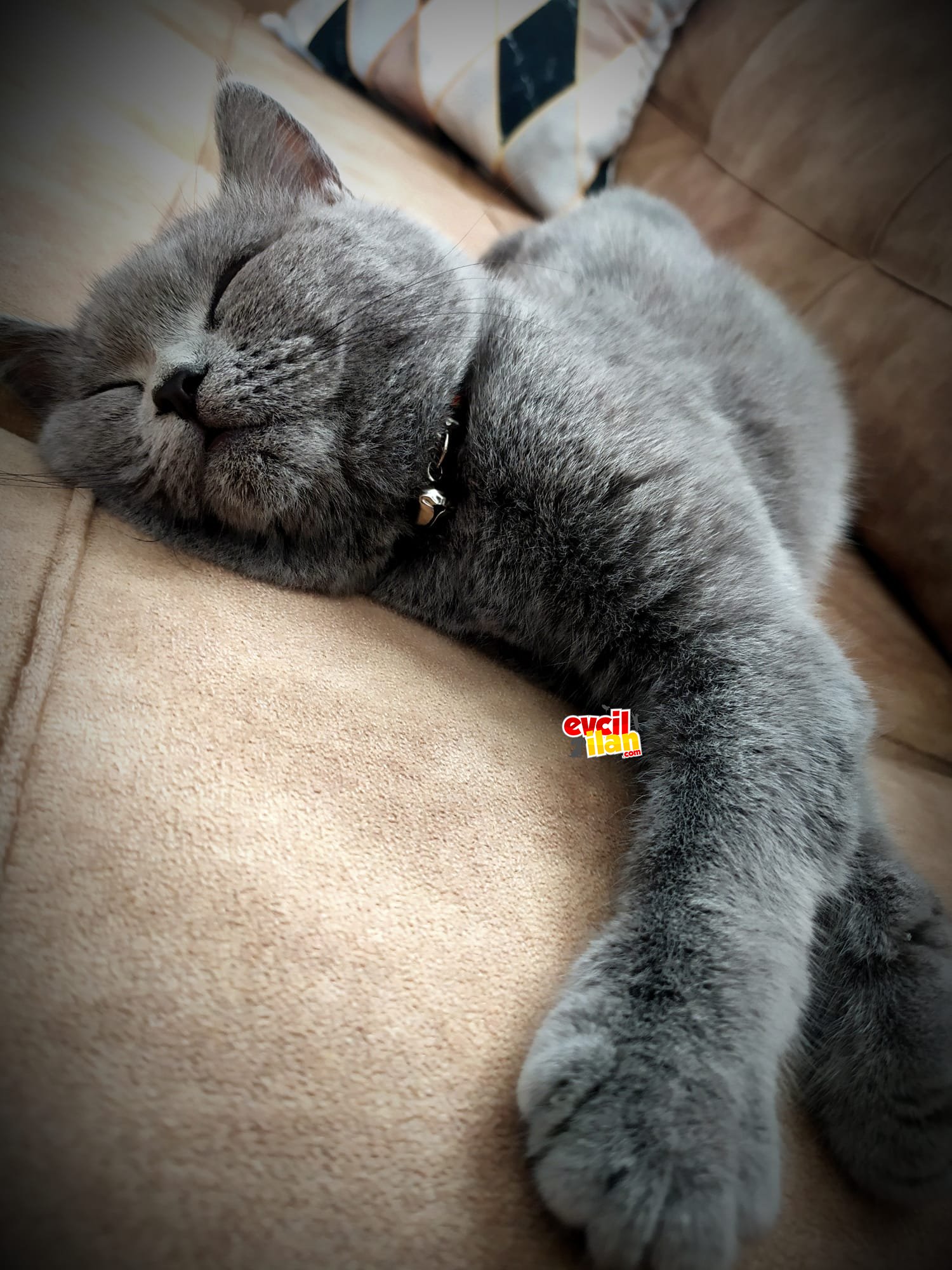 Orjinal safkan yavrumuz british shorthair yuvasını arıyor..