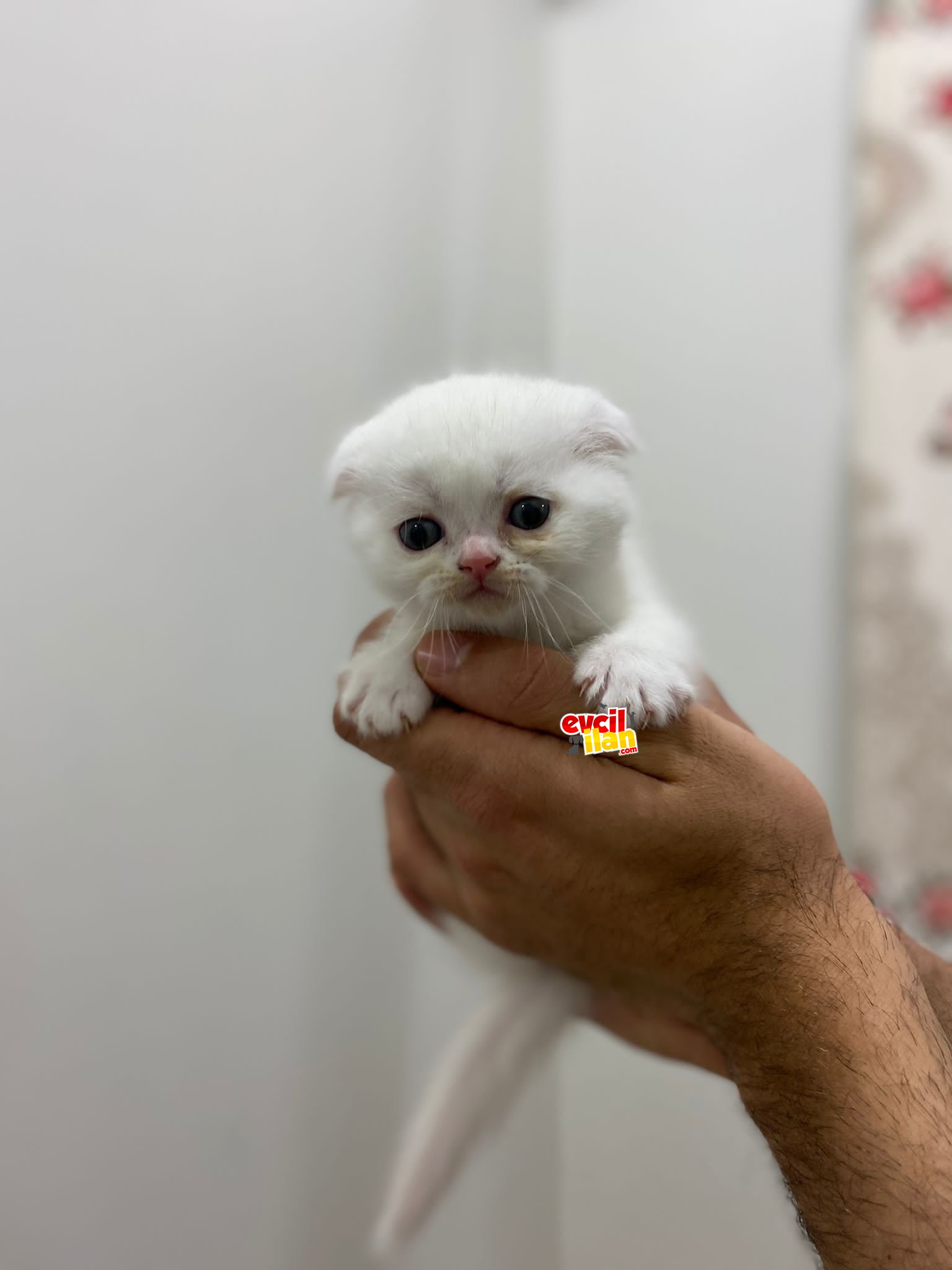 Orjinal Scottish fold ve British Shorthair yavrularımız 