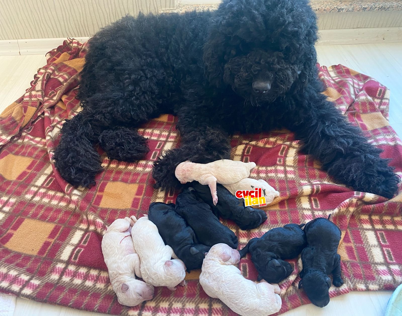 Orjinal Standart Boy Poodle Bebekler