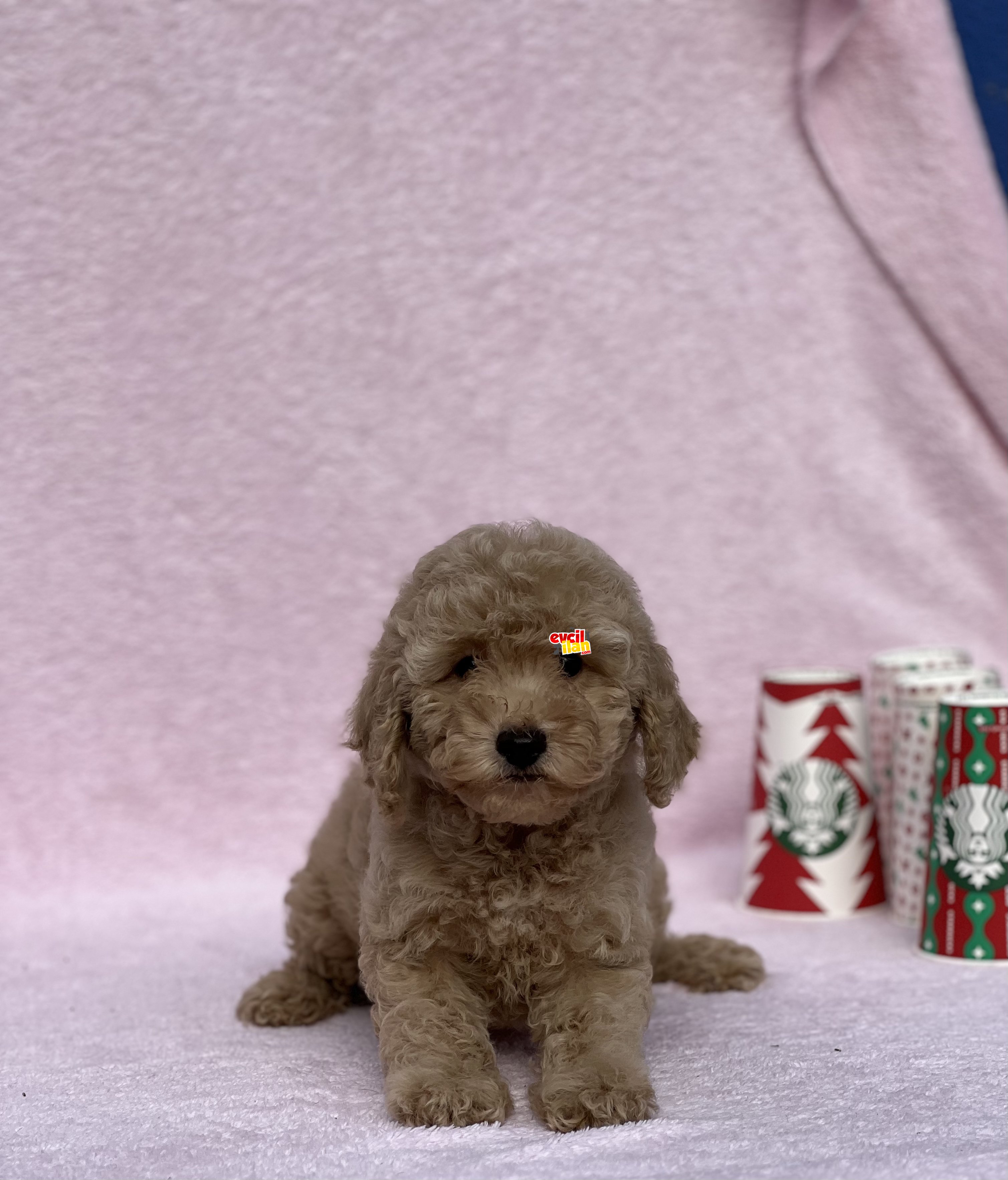 ORJİNAL TOY POODLE BEBEKLER