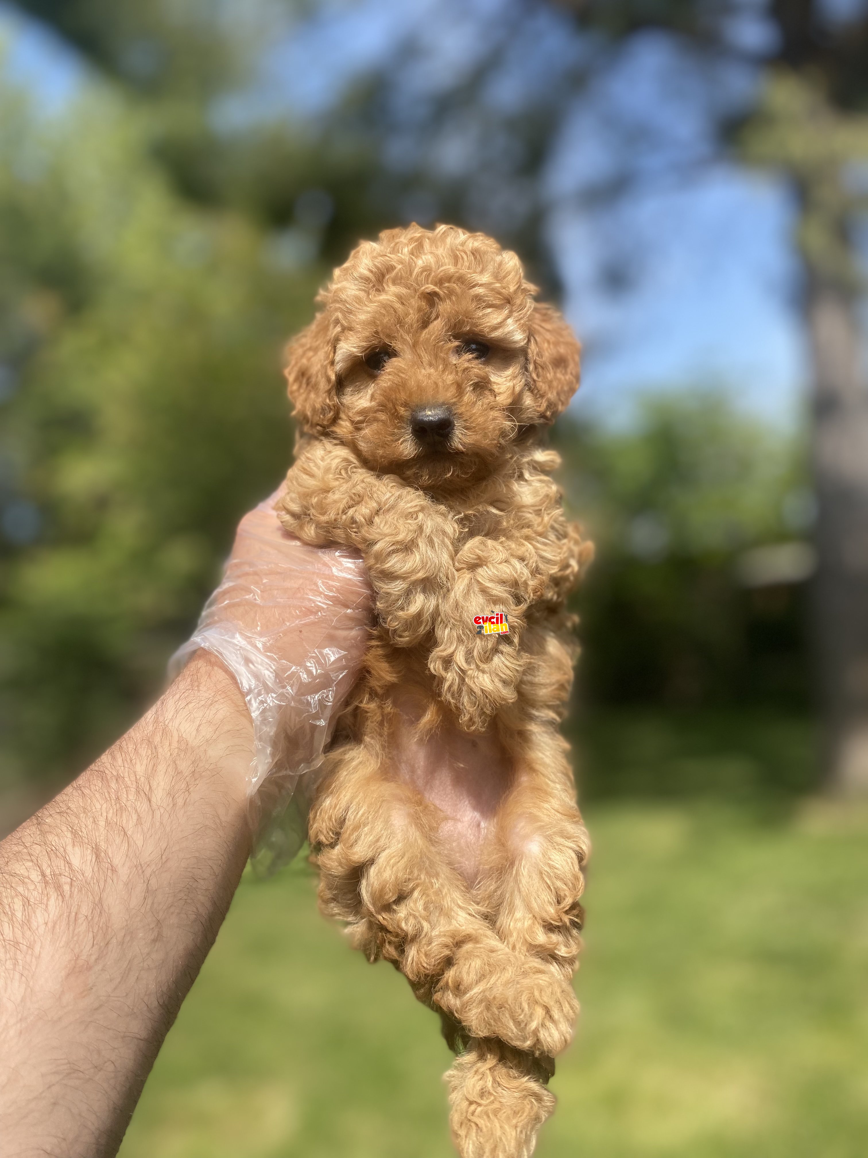 ORJİNAL TOY POODLE DİŞİ YAVRUMUZ