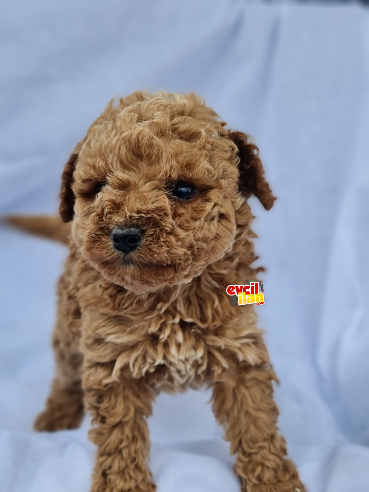 Orjinal toy poodle yavrularım 