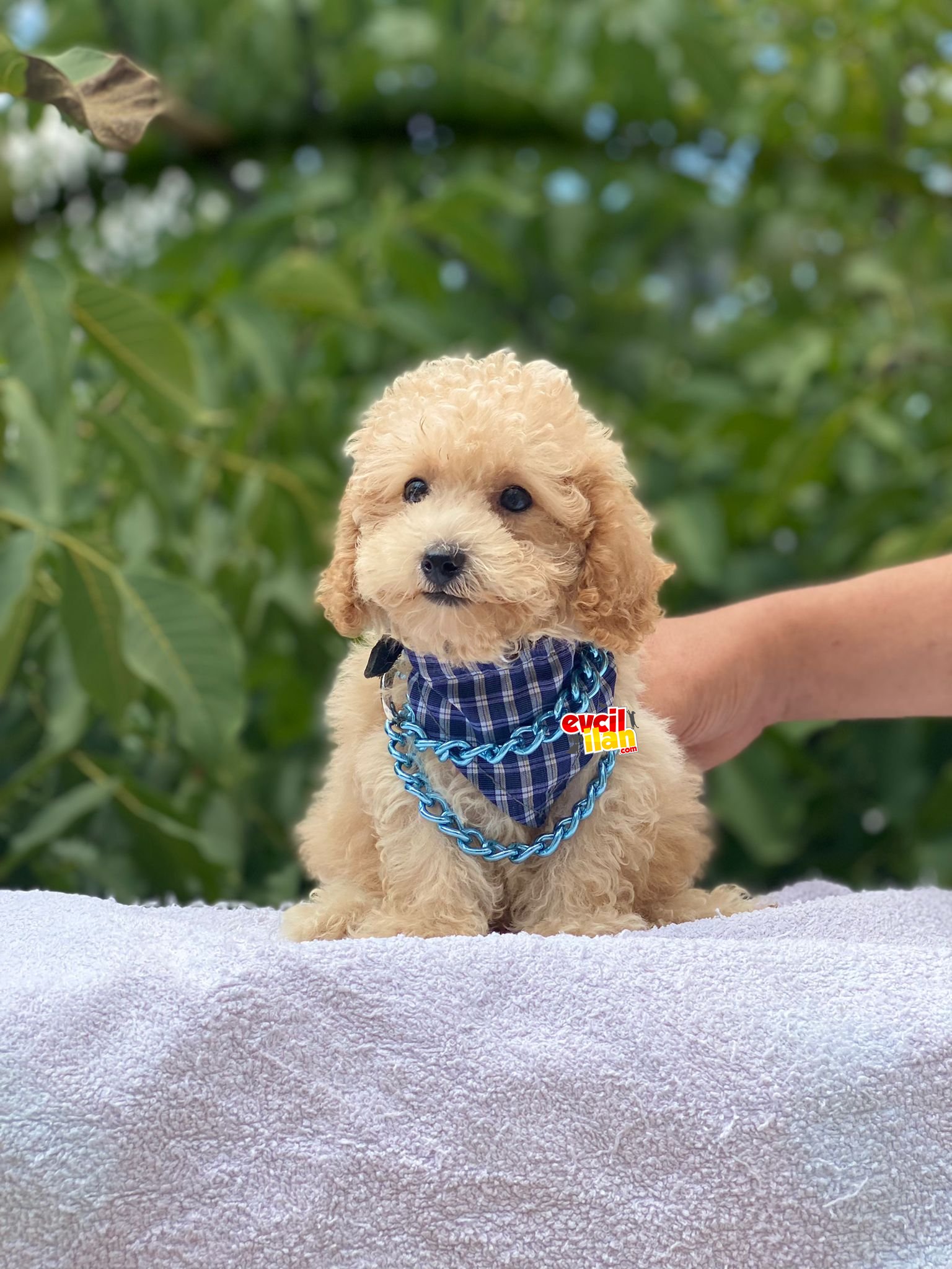 Orjinal Toy Poodle Yavrumuz